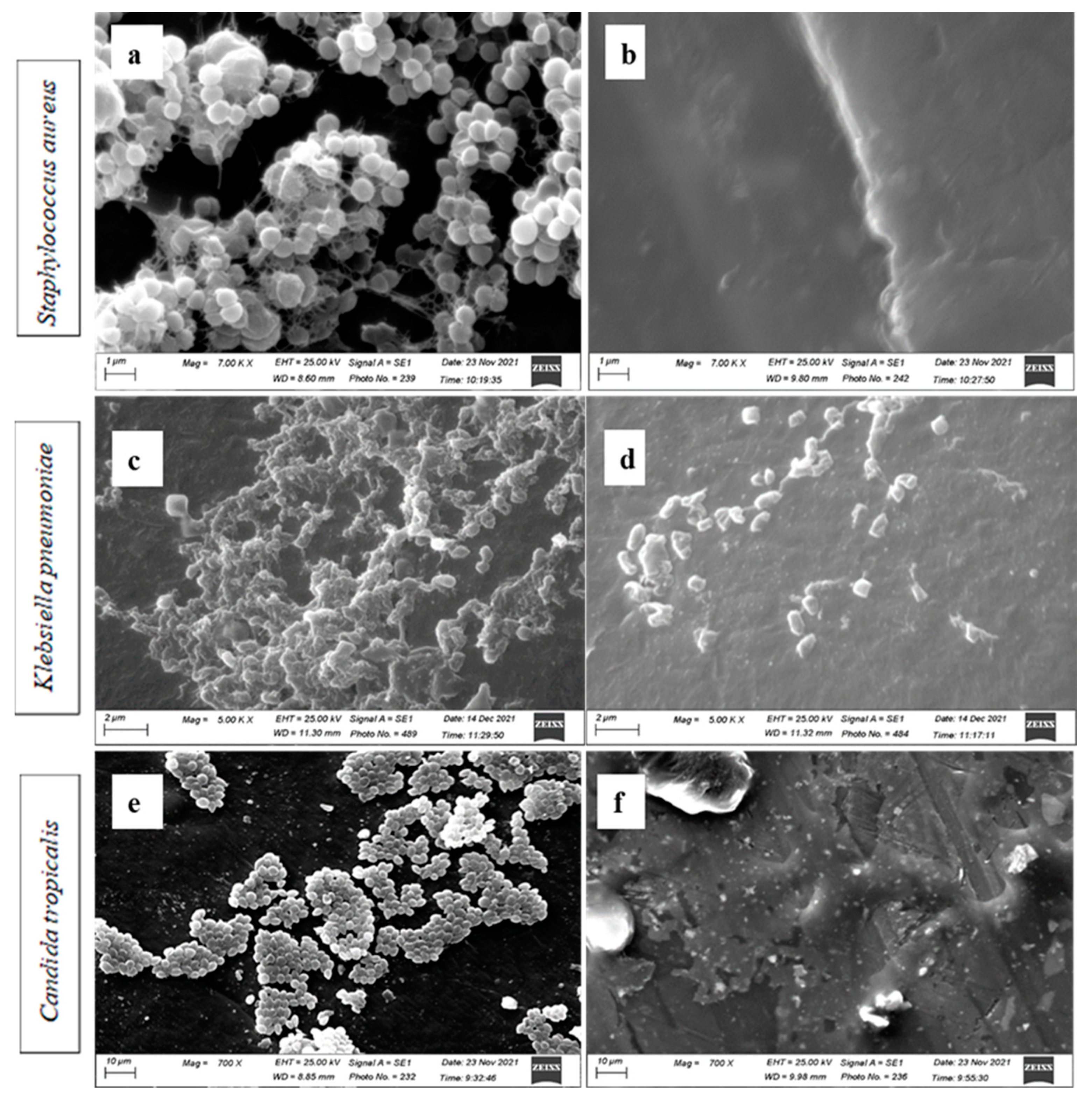 Microorganisms 11 00913 g007 Microorganisms 11 00913 g007