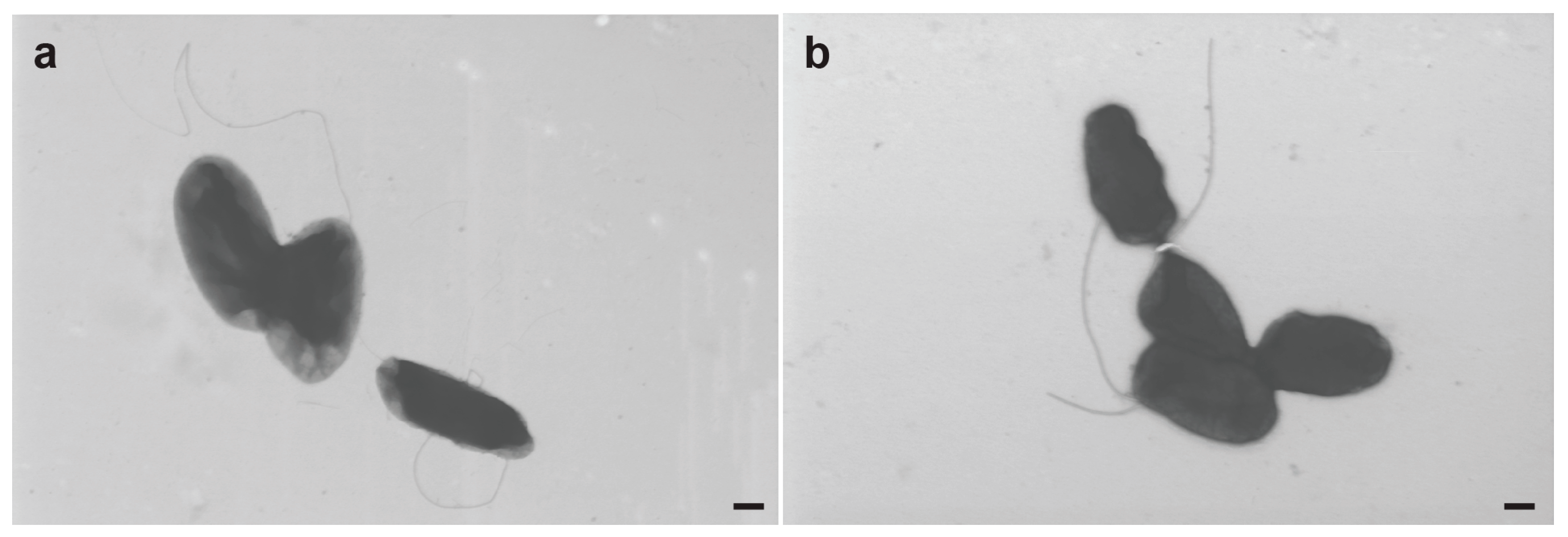 Microorganisms 11 01005 g006 Microorganisms 11 01005 g006