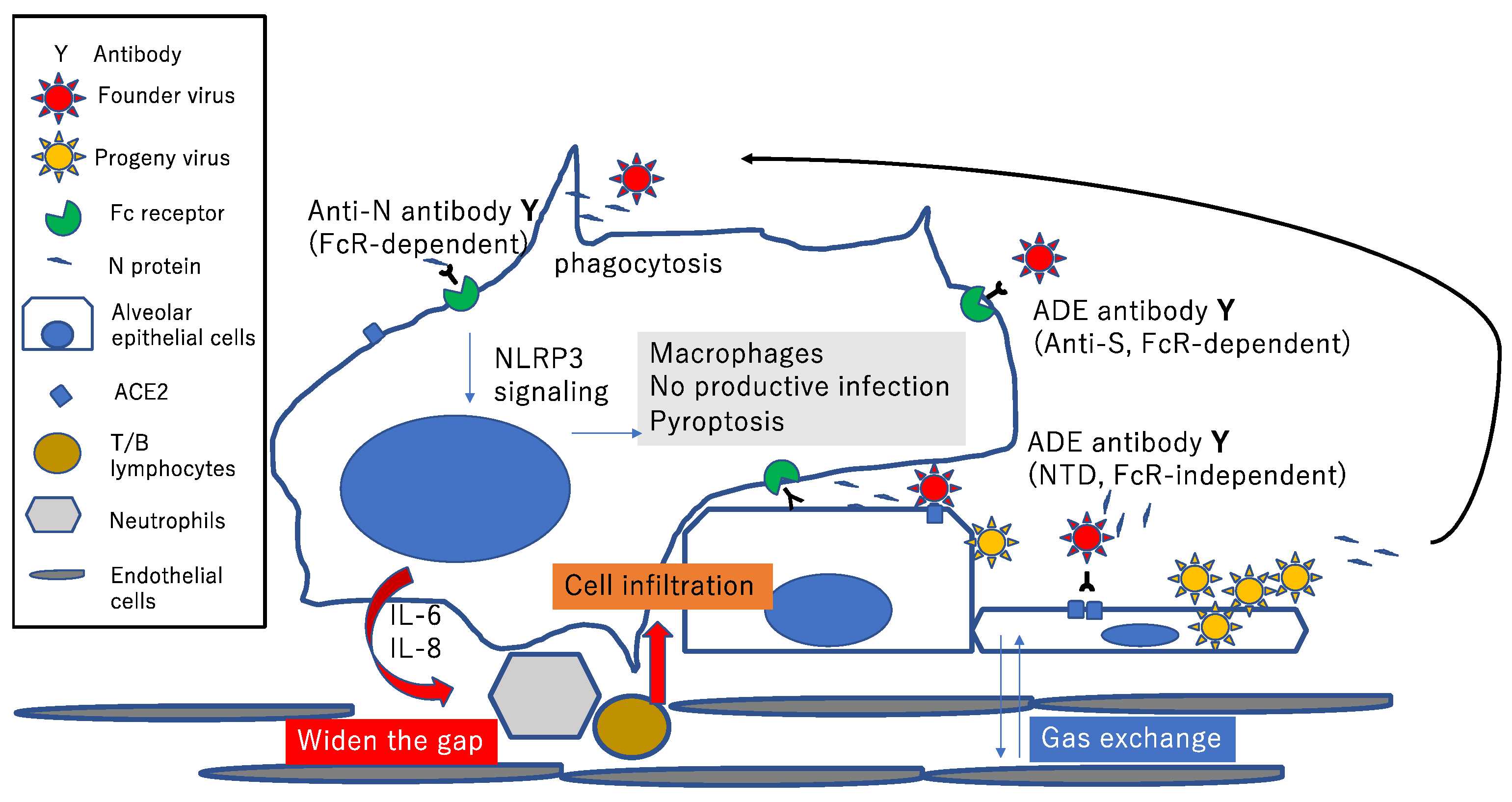 Microorganisms Free Full Text Sars Cov 2 Related Antibody Dependent Enhancement Phenomena In