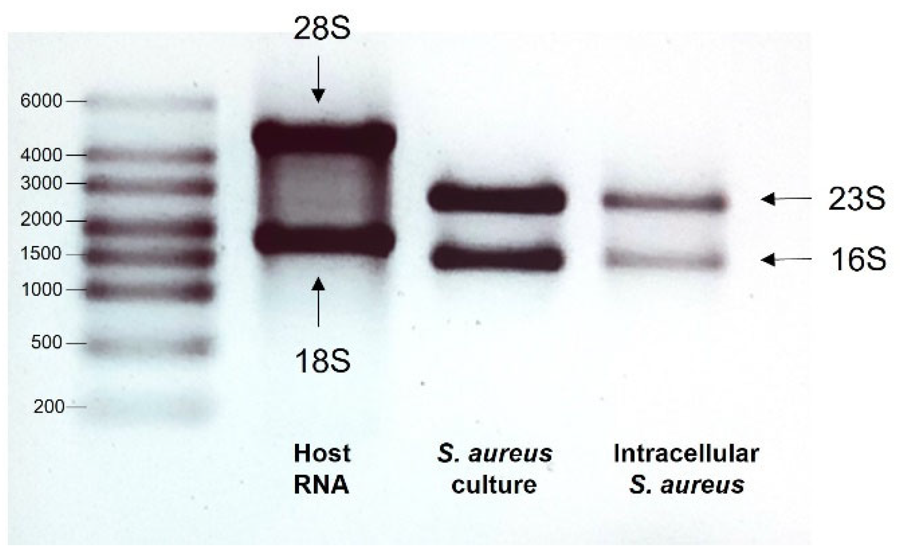 Microorganisms 11 01020 g001