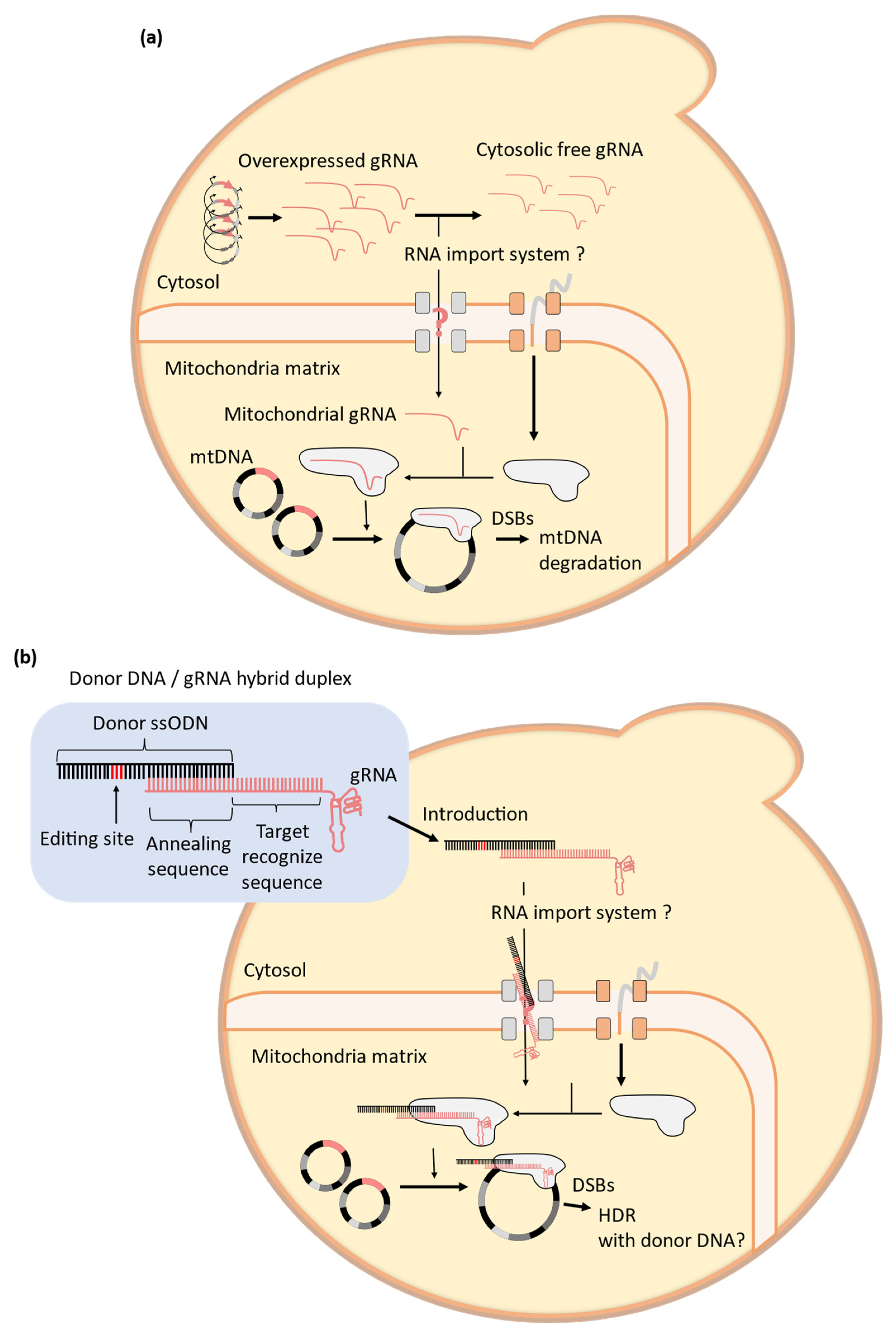Microorganisms 11 01040 g007
