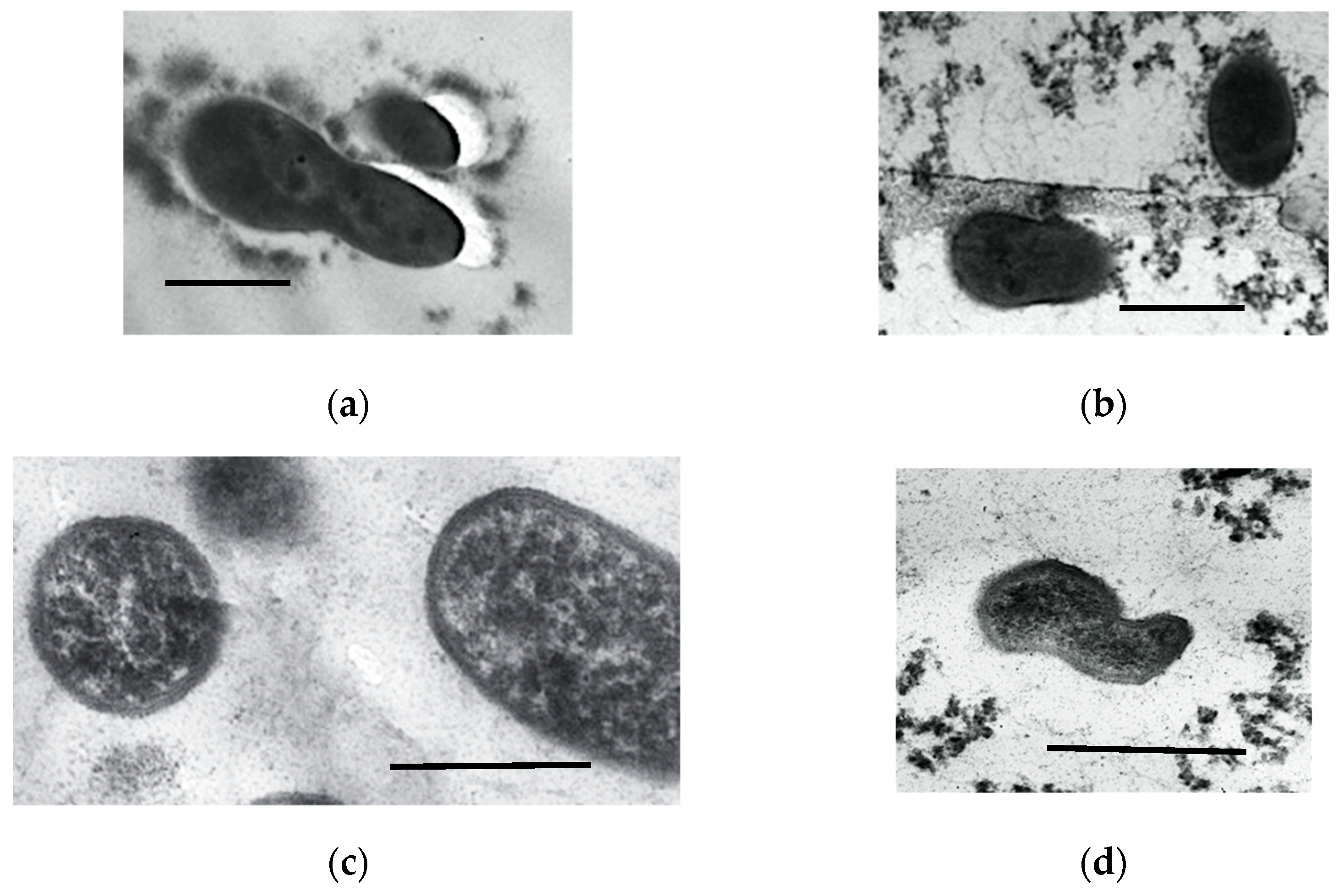 Microorganisms 11 01133 g005
