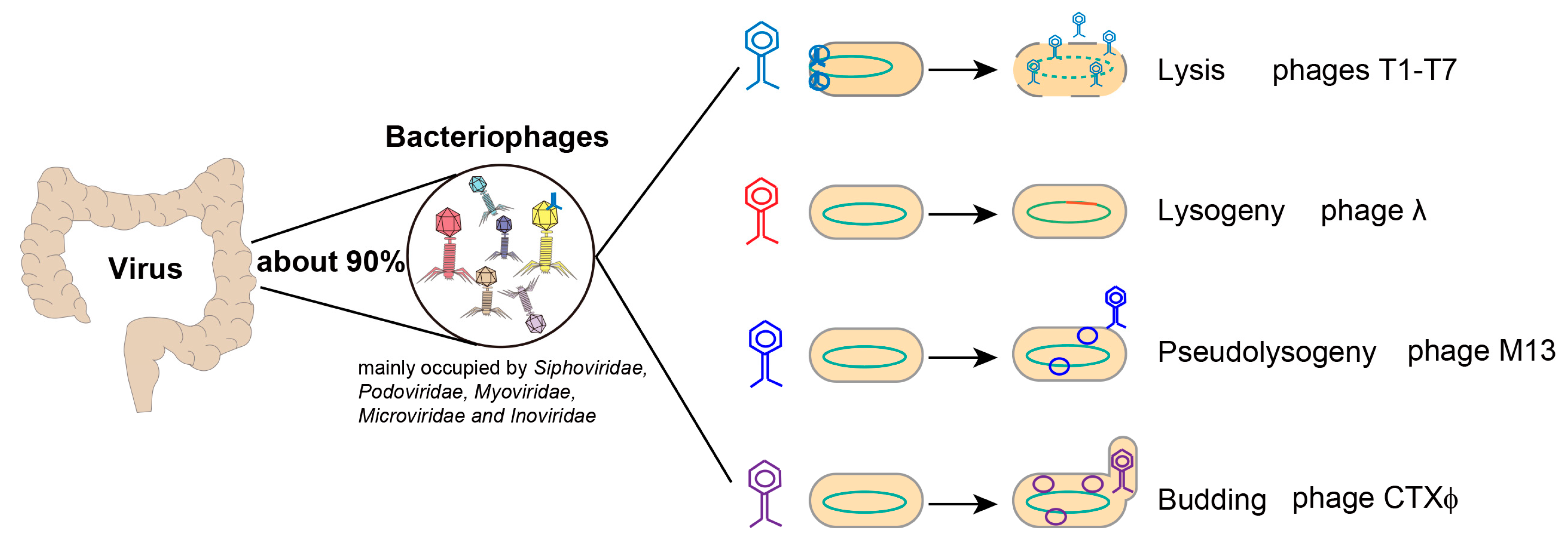 Microorganisms | Free Full-Text | The Novel Role of Phage