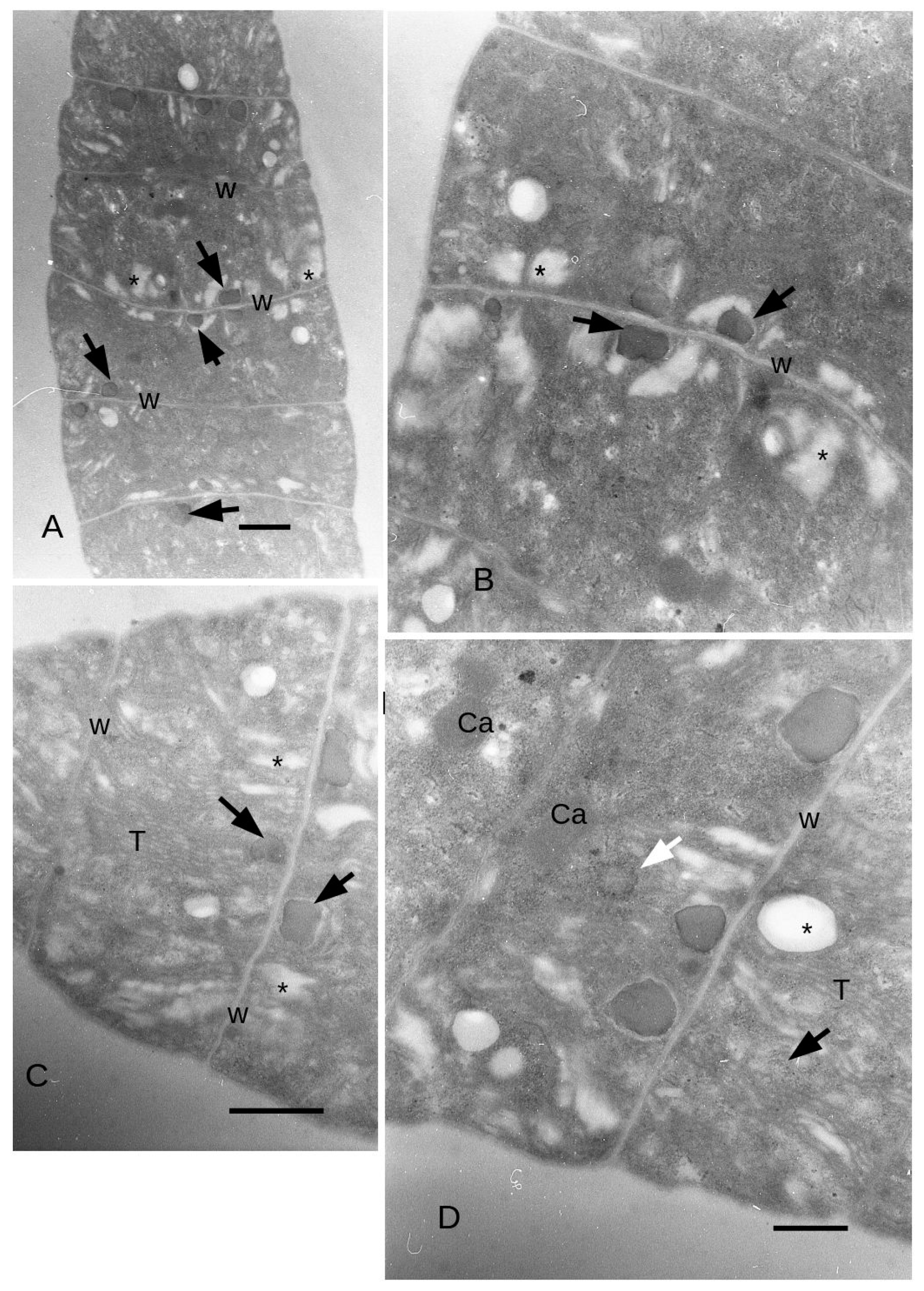 Microorganisms 11 01236 g005