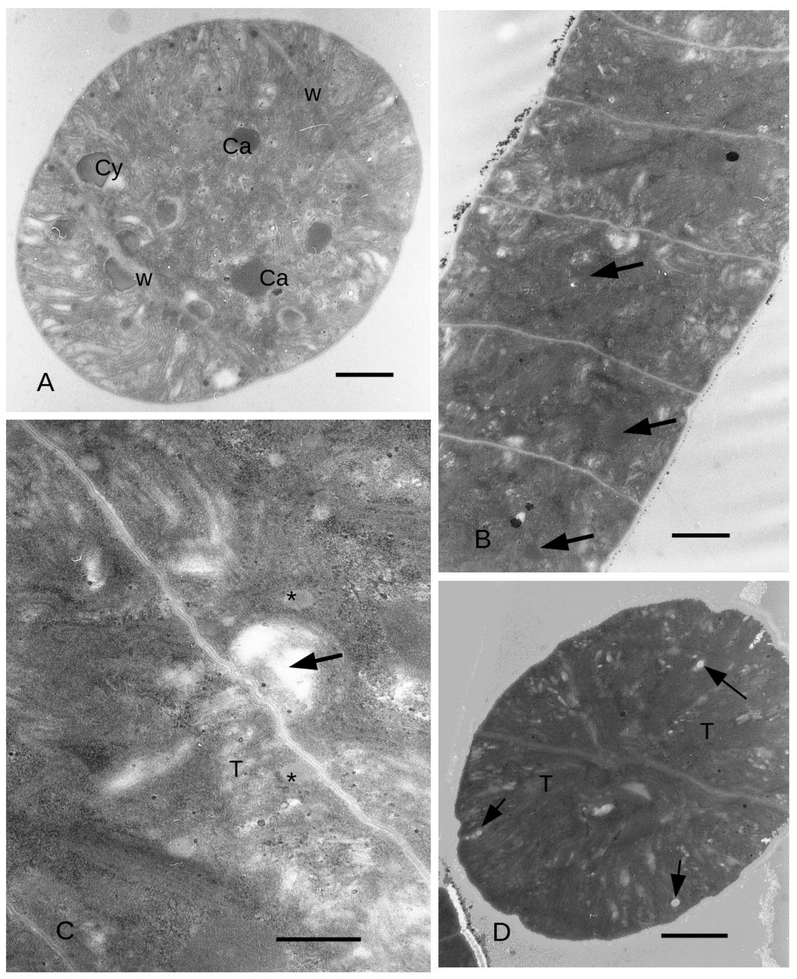Microorganisms 11 01236 g006