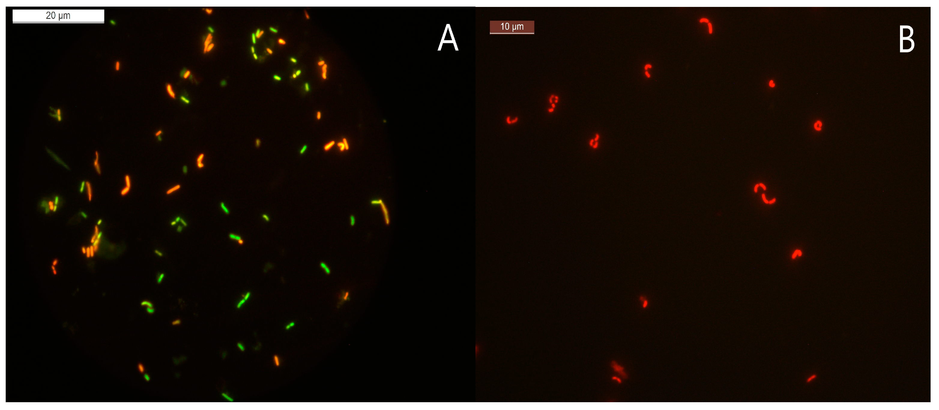 Microorganisms 11 01266 g003 Microorganisms 11 01266 g003