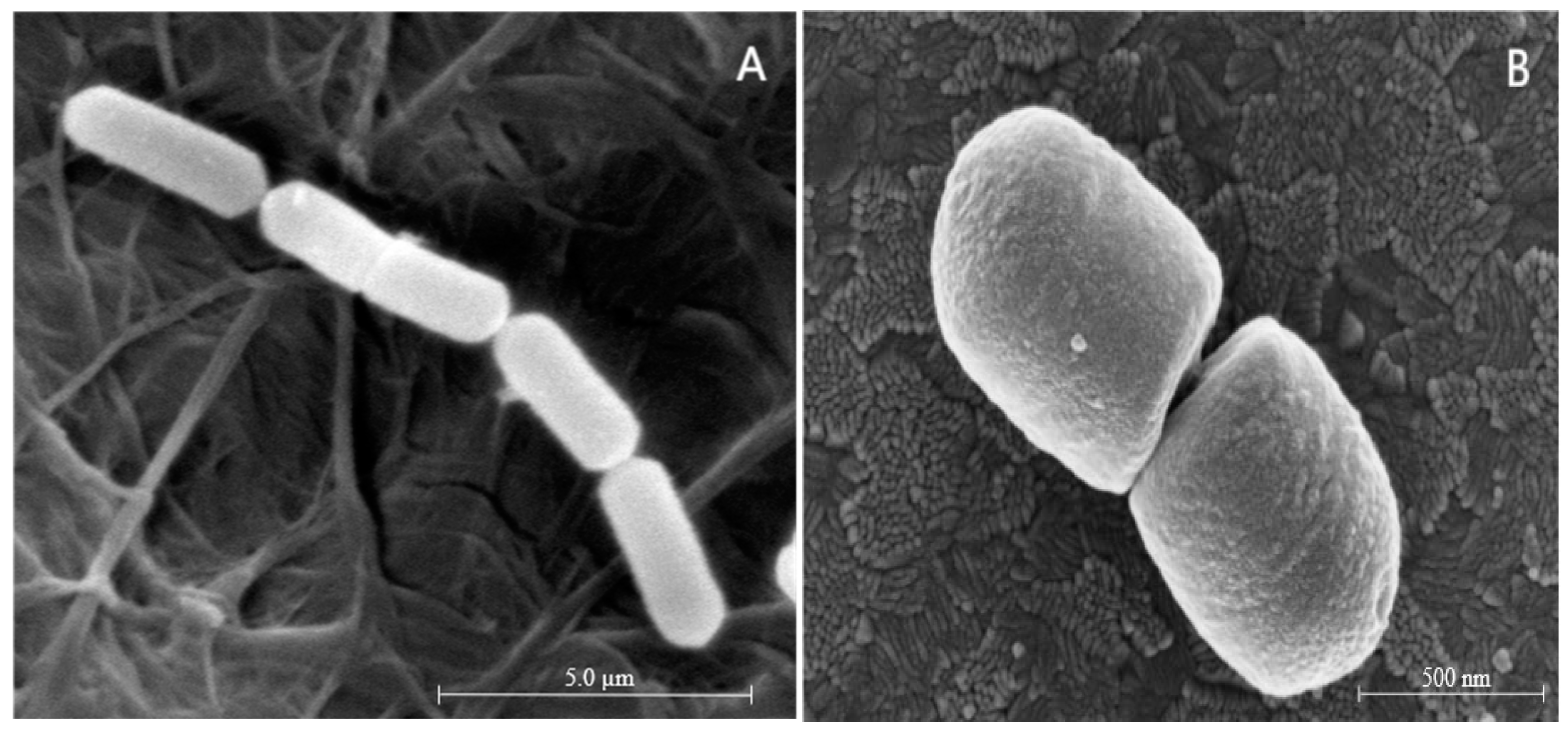 Microorganisms 11 01266 g004 Microorganisms 11 01266 g004