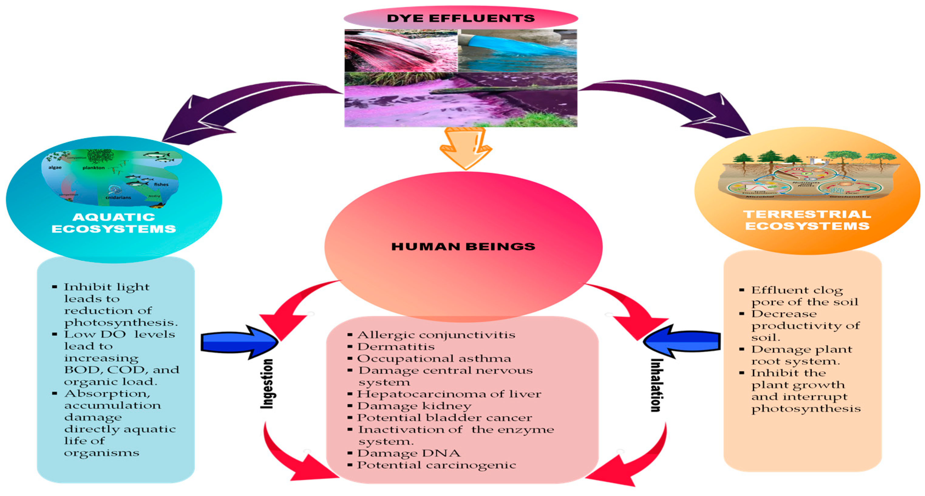 Explorations and Applications of Enzyme-linked Bioremediation of Synthetic  Dyes