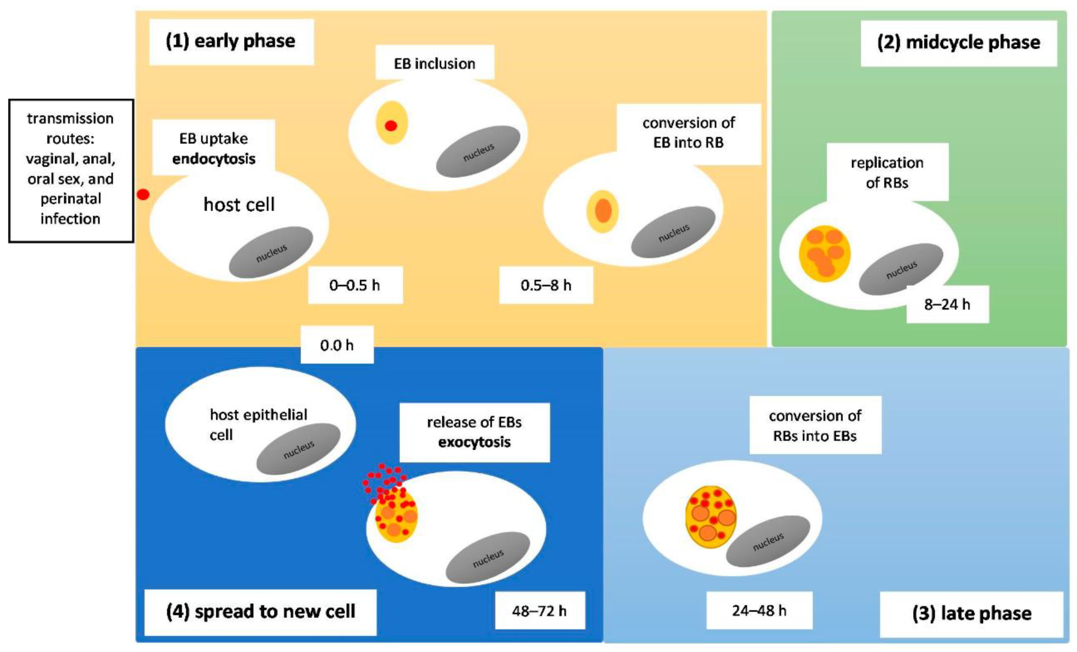 Microorganisms 11 01283 g002