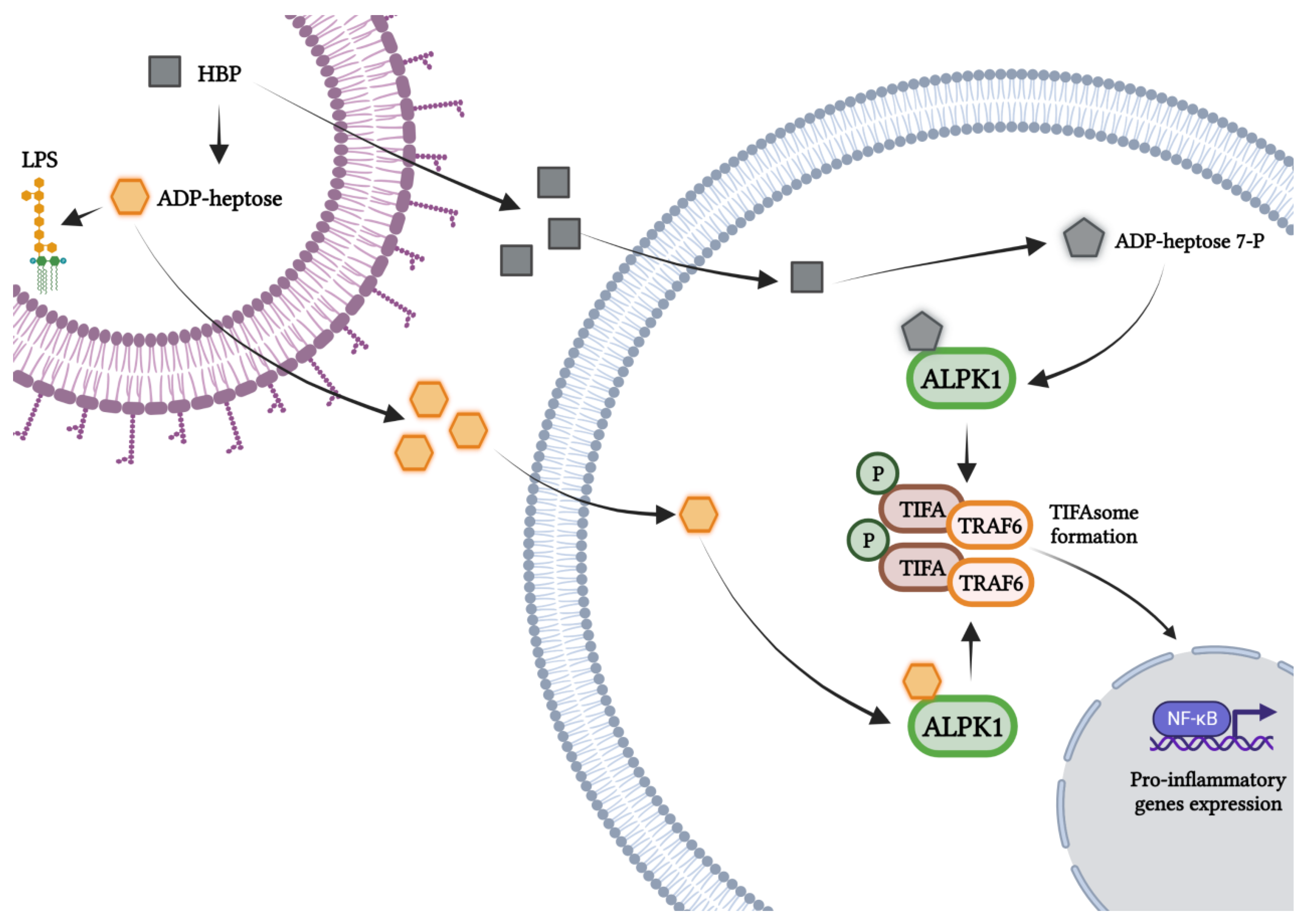 Microorganisms 11 01316 g002 Microorganisms 11 01316 g002
