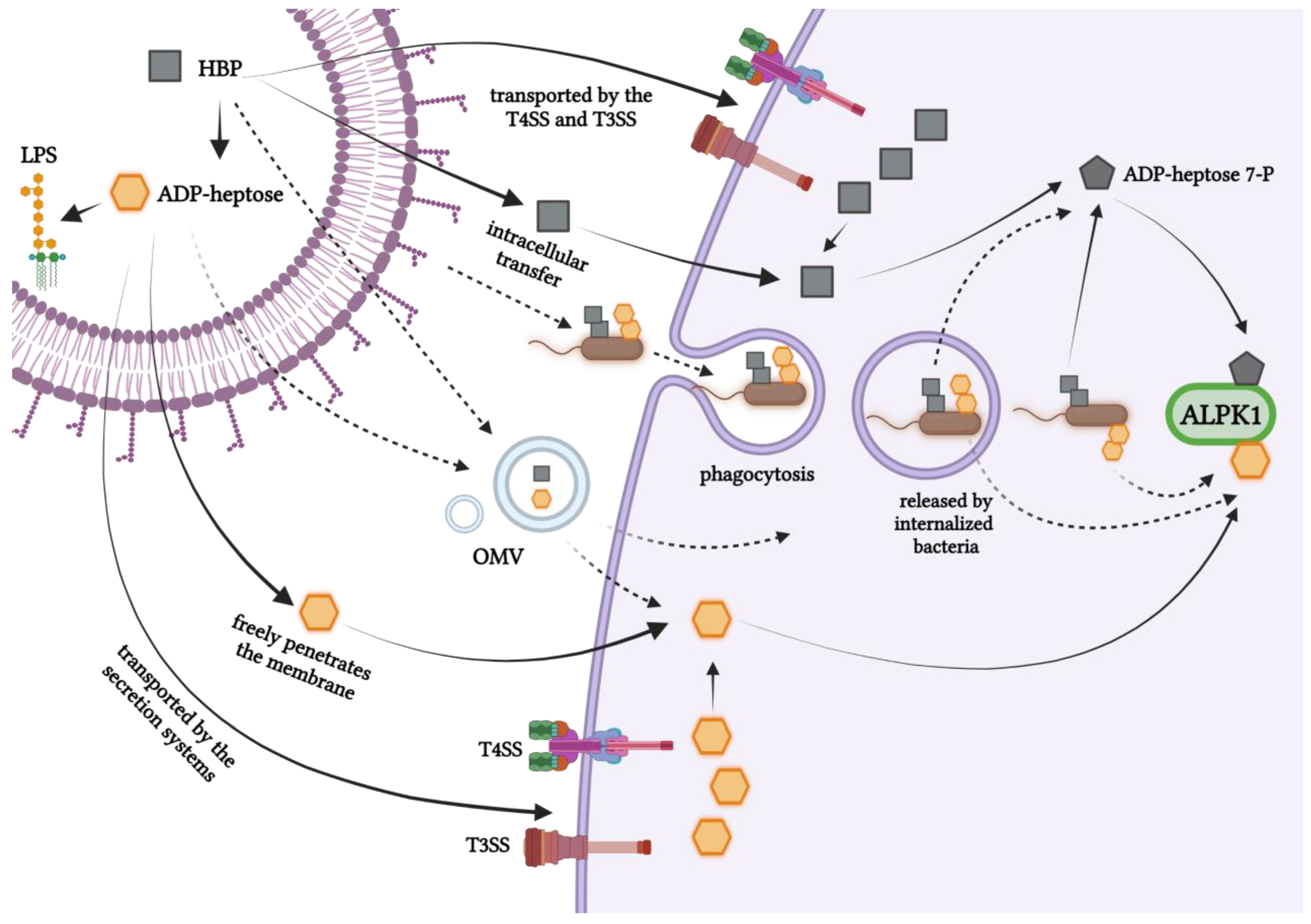 Microorganisms 11 01316 g003 Microorganisms 11 01316 g003