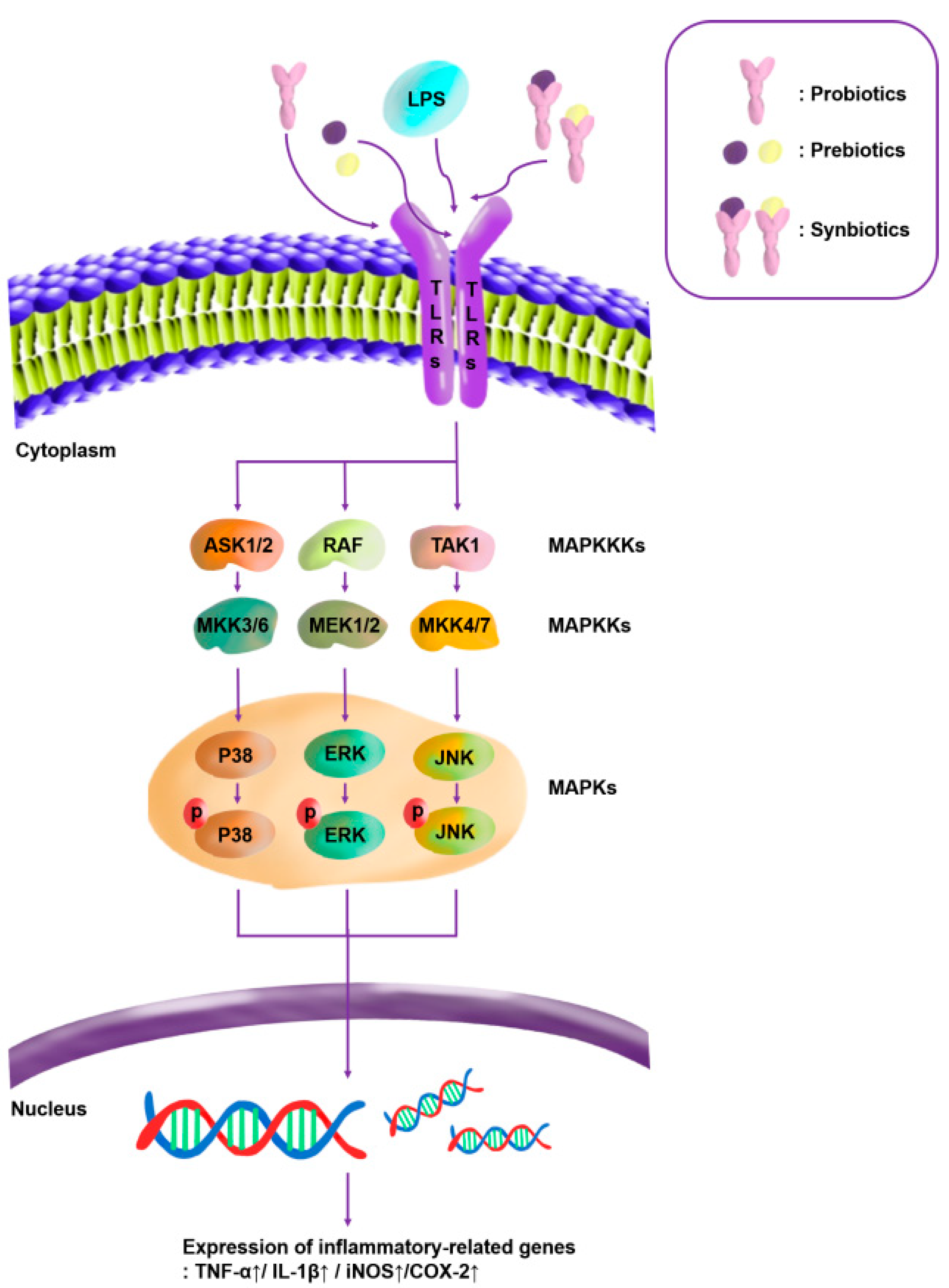 Microorganisms | Free Full-Text | Synergistic Immunostimulatory ...