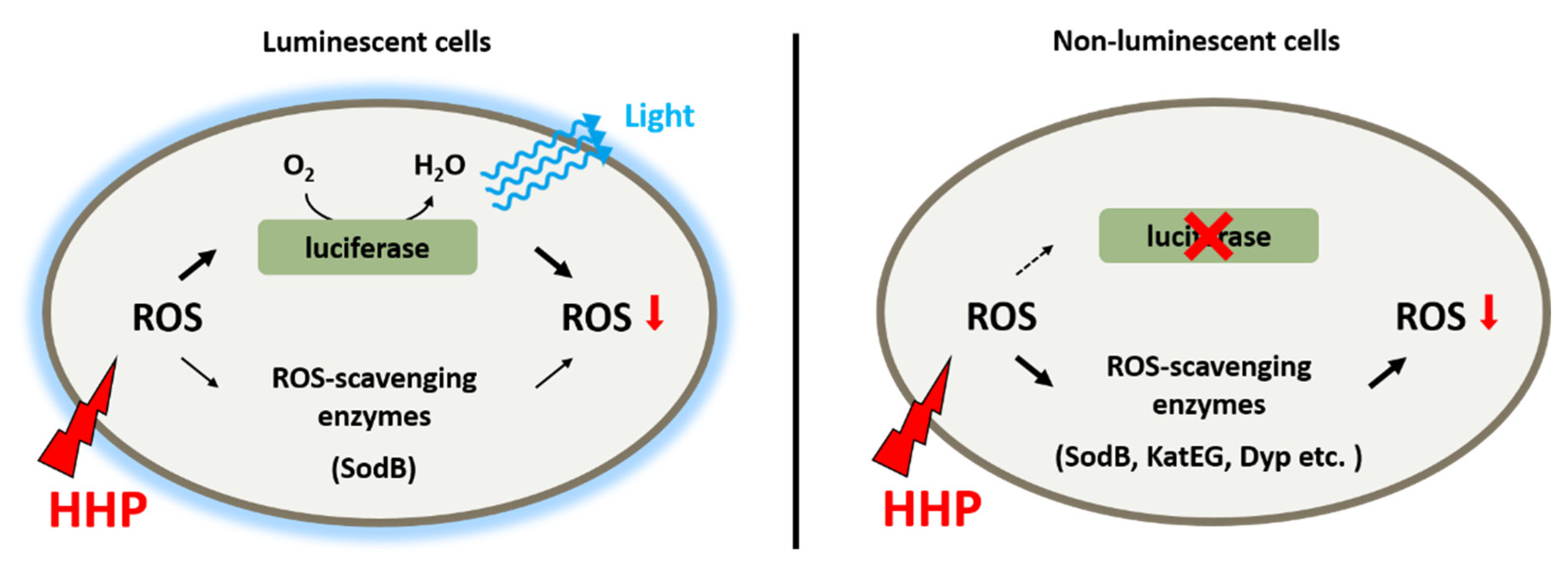 Microorganisms 11 01362 g006