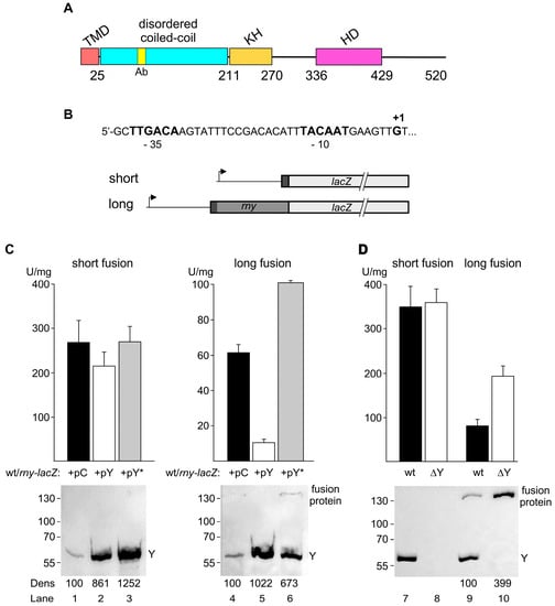 Microorganisms | Free Full-Text | RNase Y Autoregulates Its