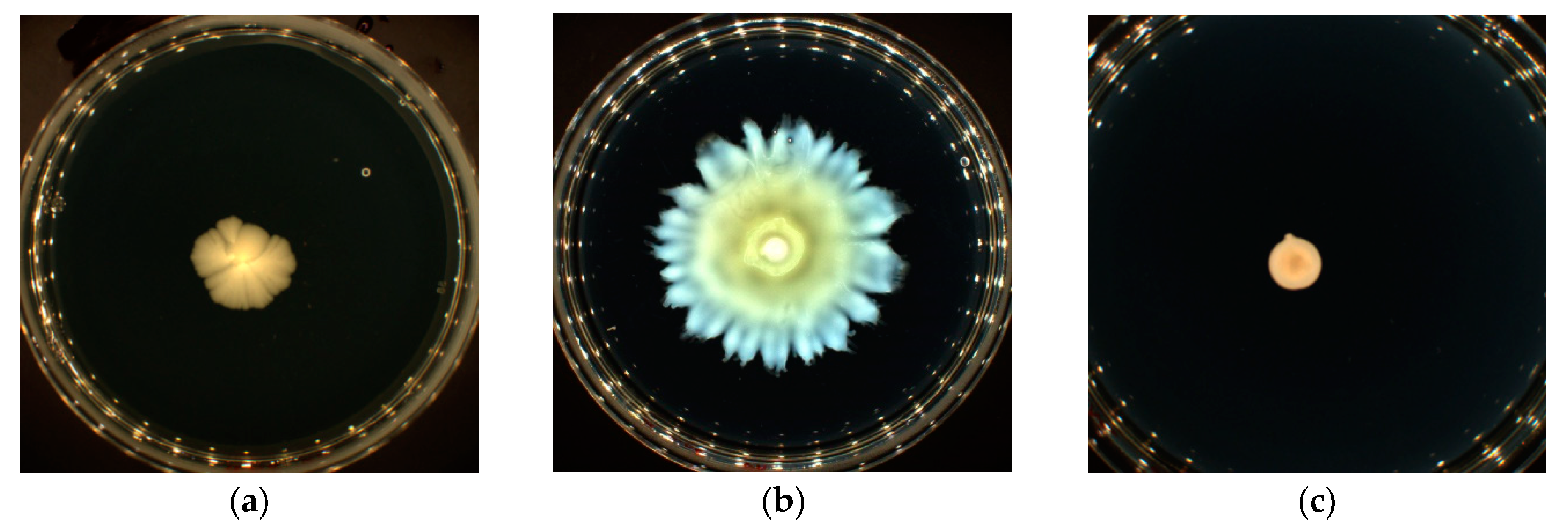 Microorganisms 11 01375 g003