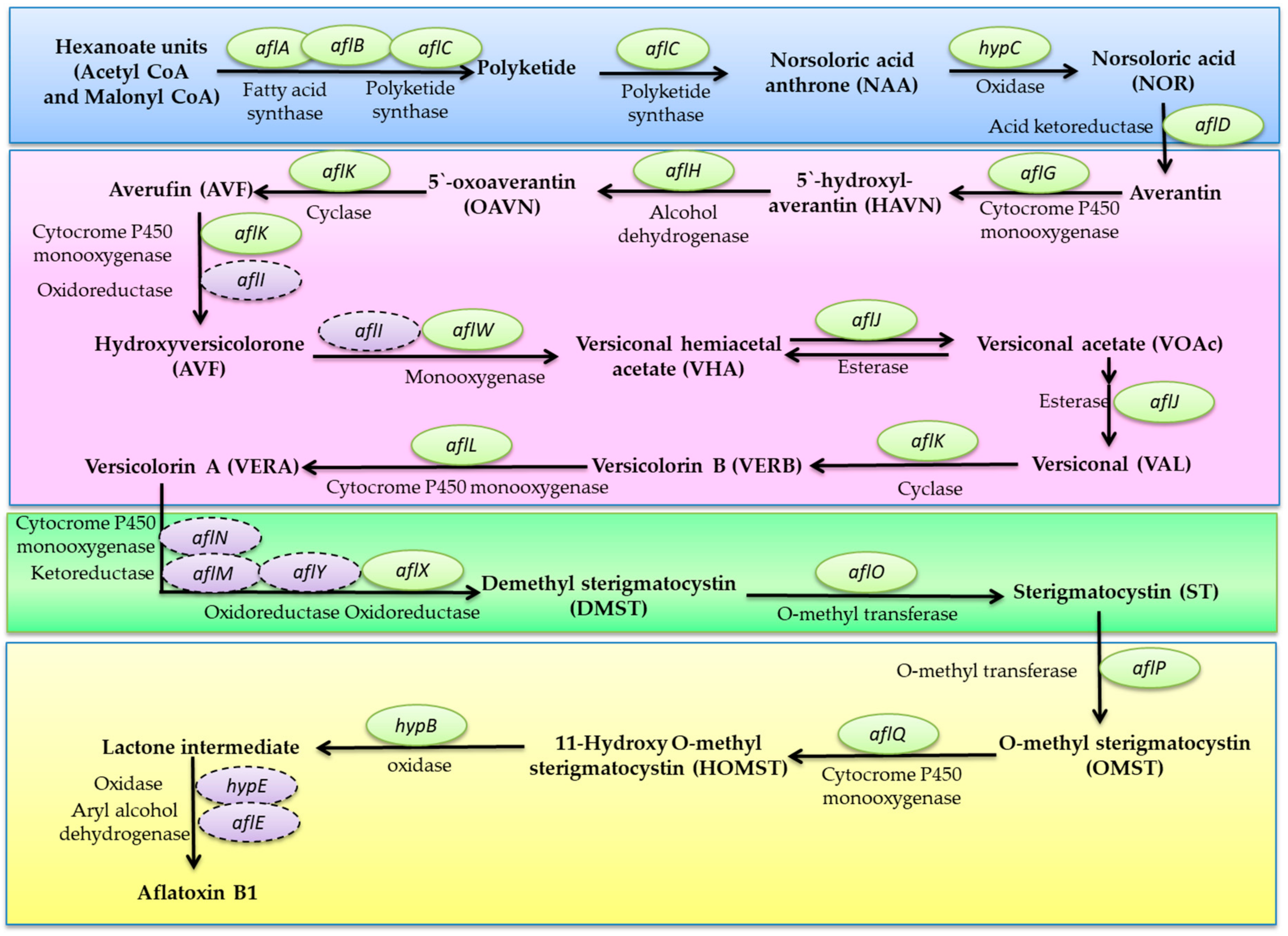 Microorganisms 11 01384 g001