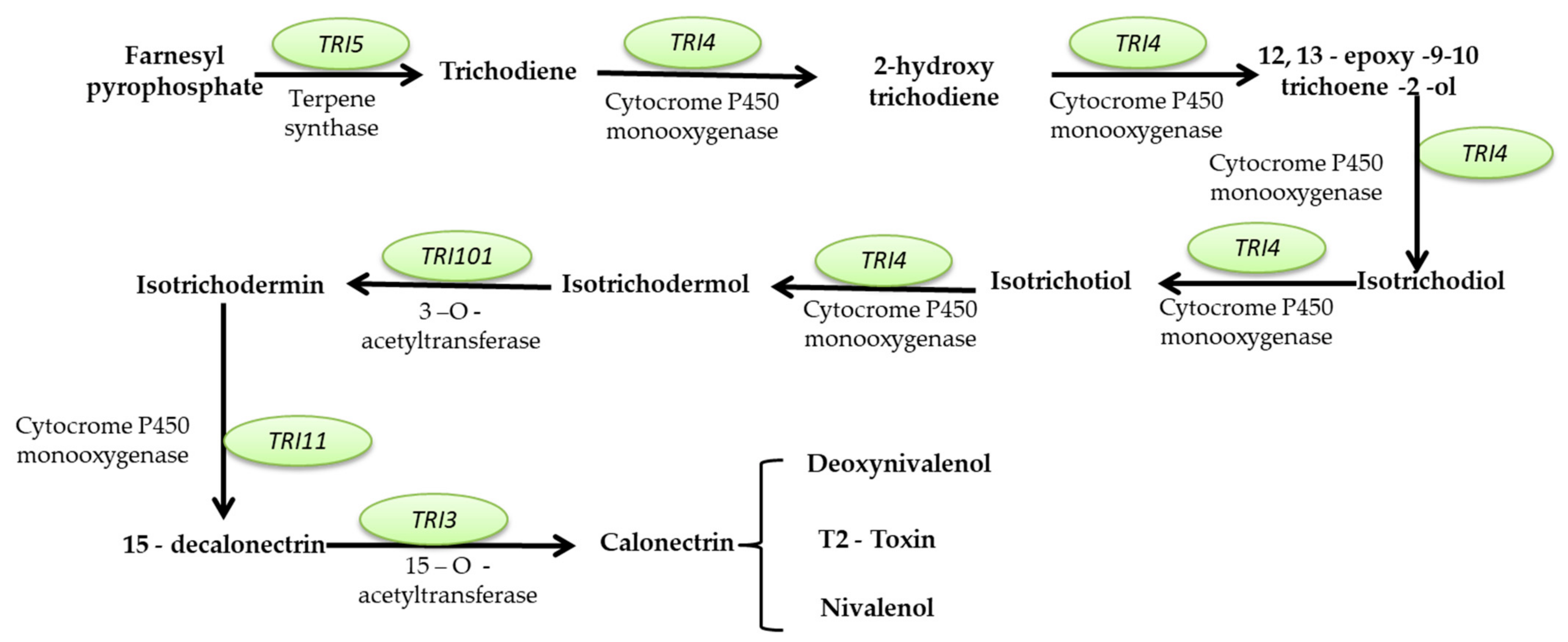 Microorganisms 11 01384 g004