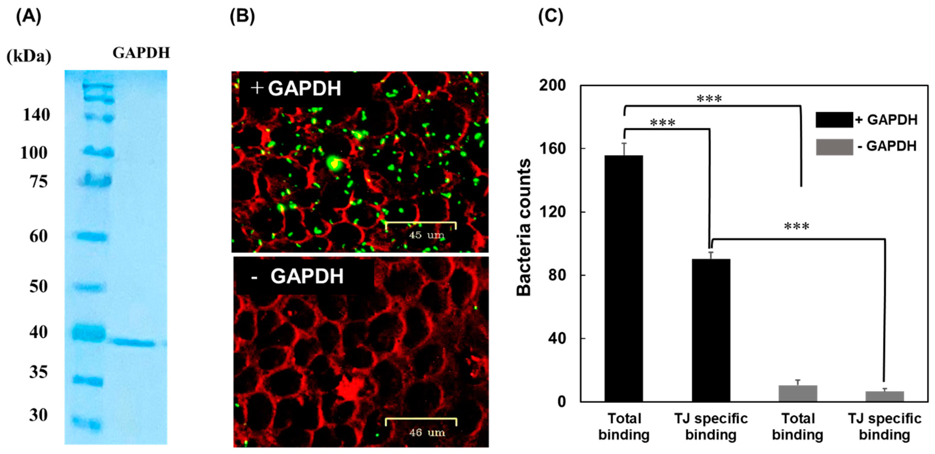 Microorganisms 11 01393 g001