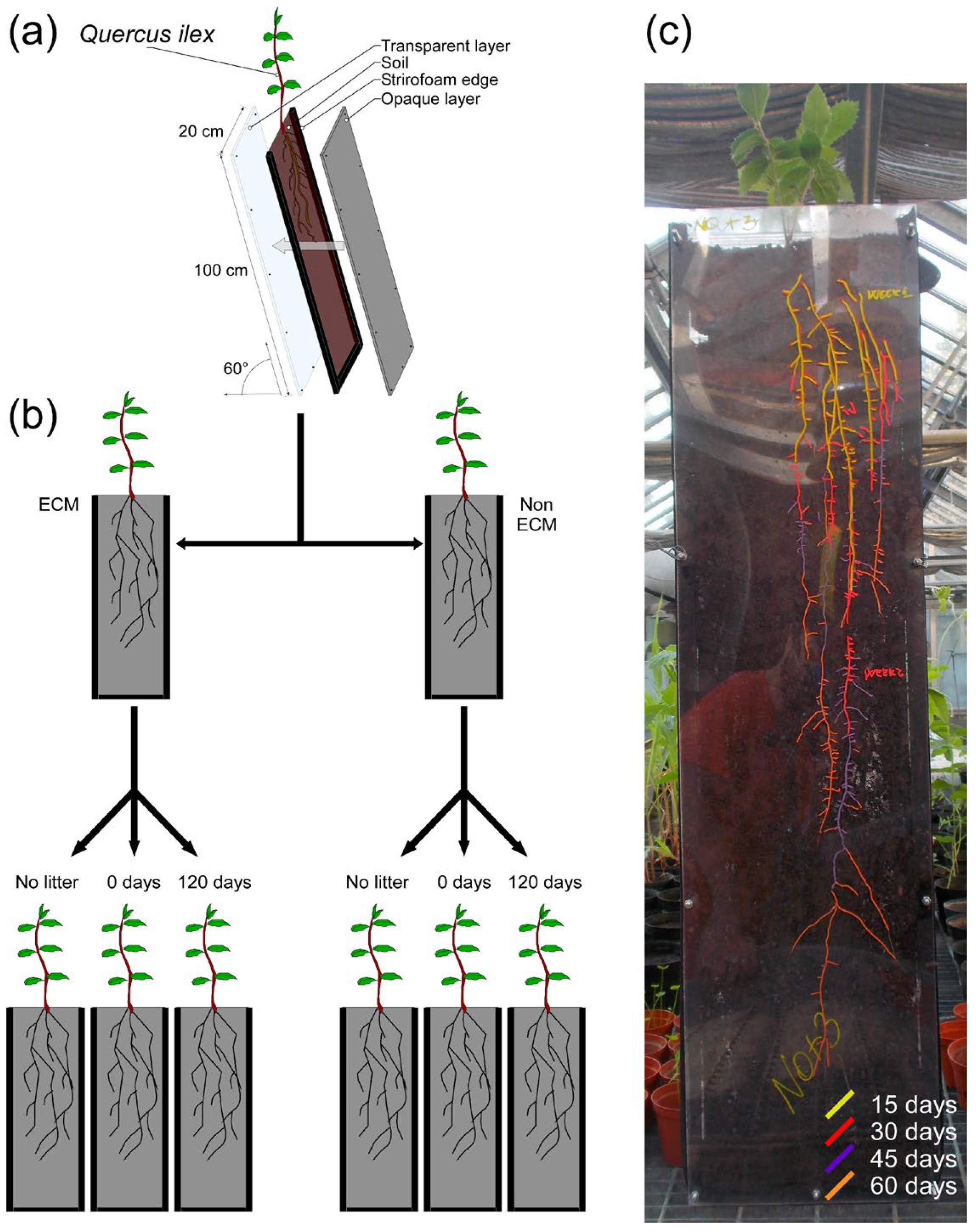 Microorganisms 11 01394 g001