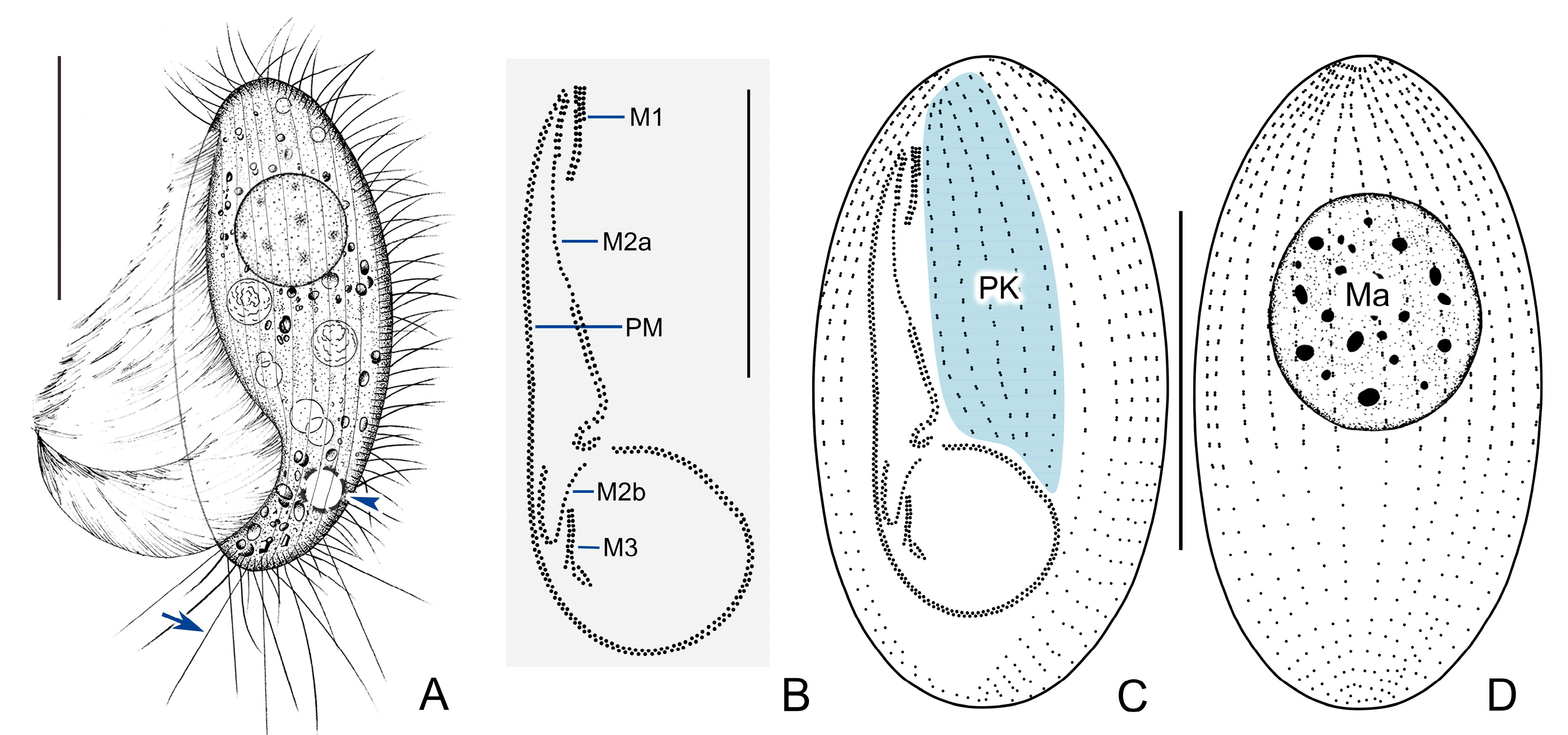 Microorganisms 11 01422 g002 Microorganisms 11 01422 g002