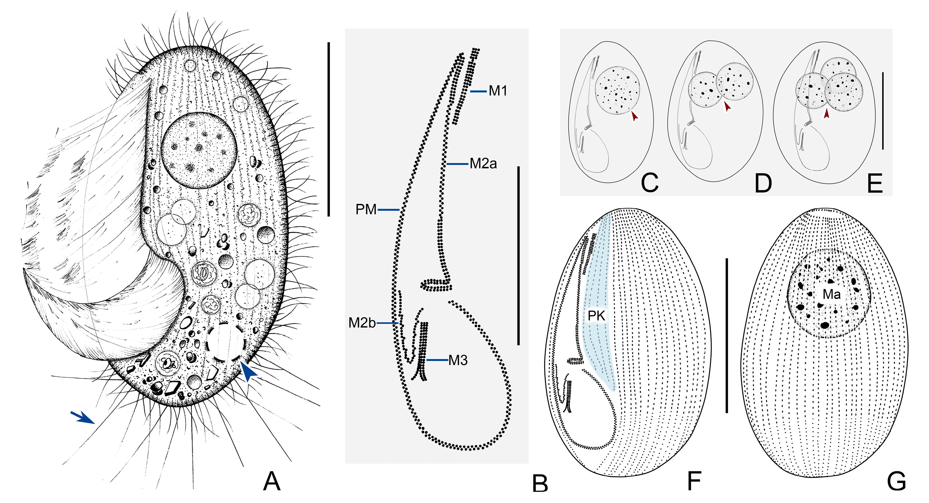 Microorganisms 11 01422 g004 Microorganisms 11 01422 g004