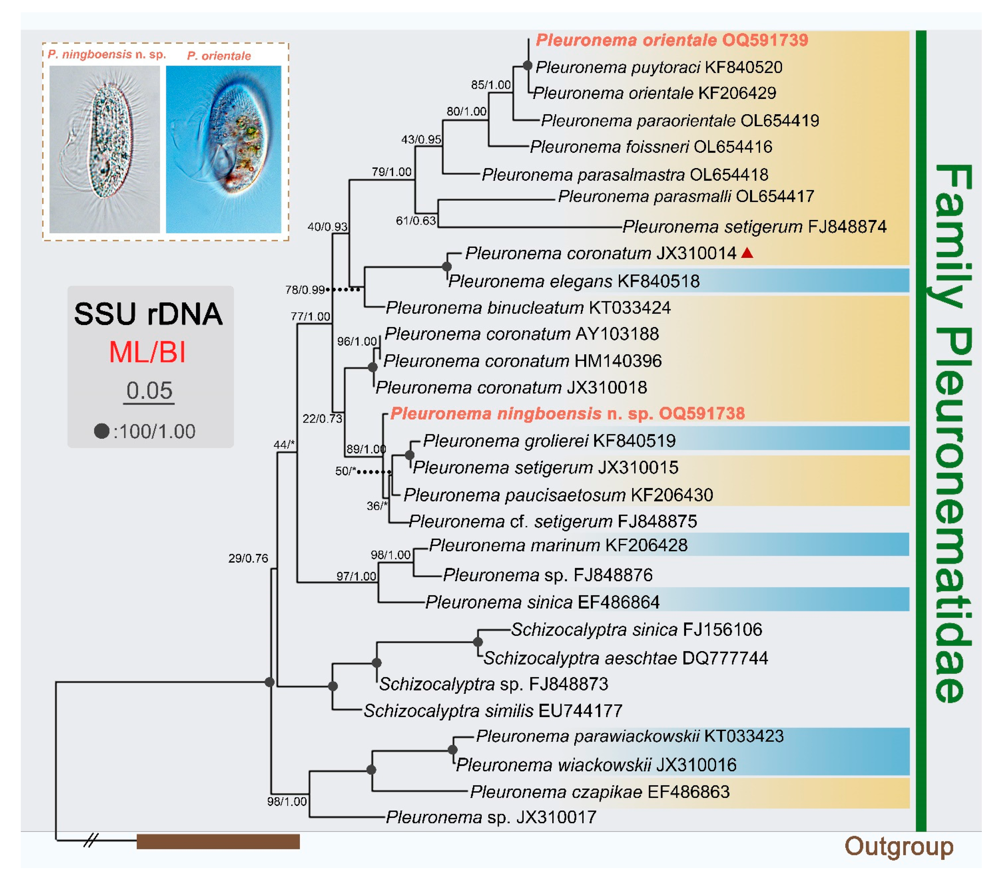 Microorganisms 11 01422 g006 Microorganisms 11 01422 g006