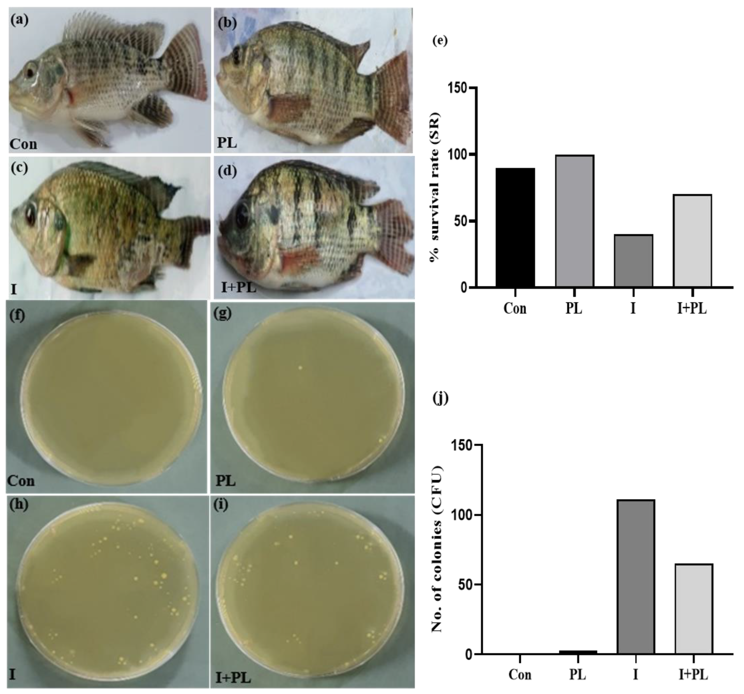 Microorganisms 11 01423 g003 Microorganisms 11 01423 g003