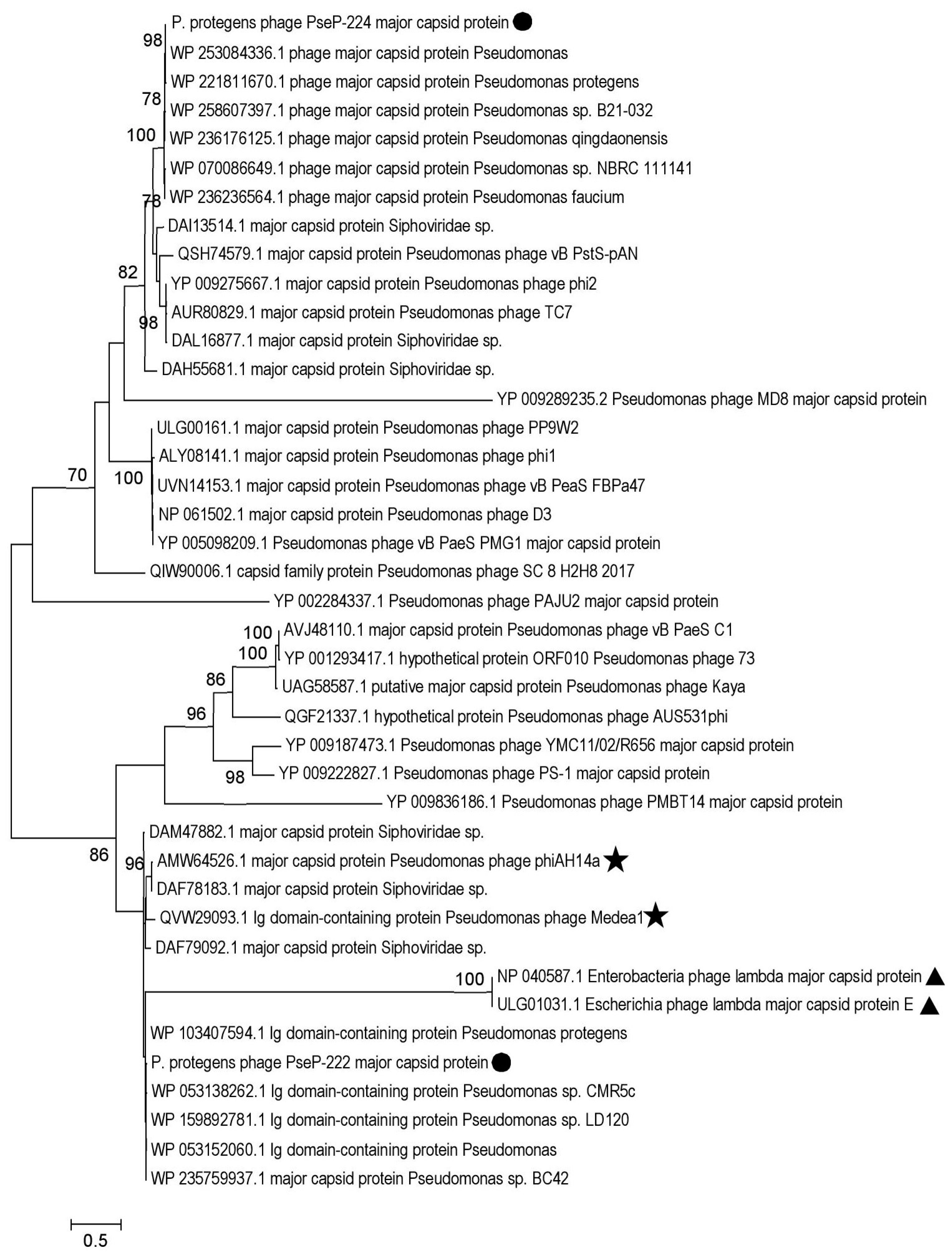 Microorganisms 11 01456 g007 Microorganisms 11 01456 g007