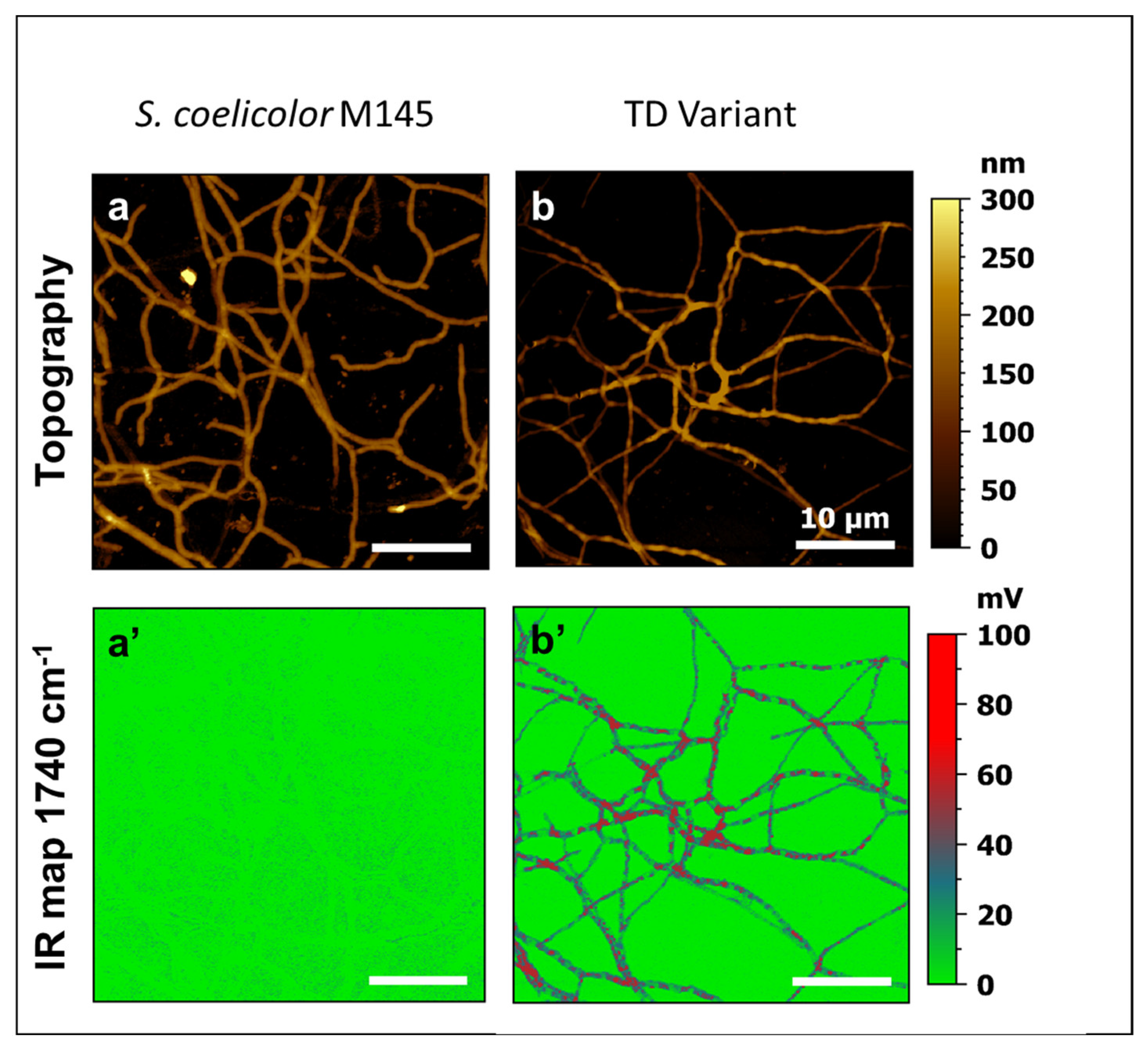 Microorganisms 11 01470 g003