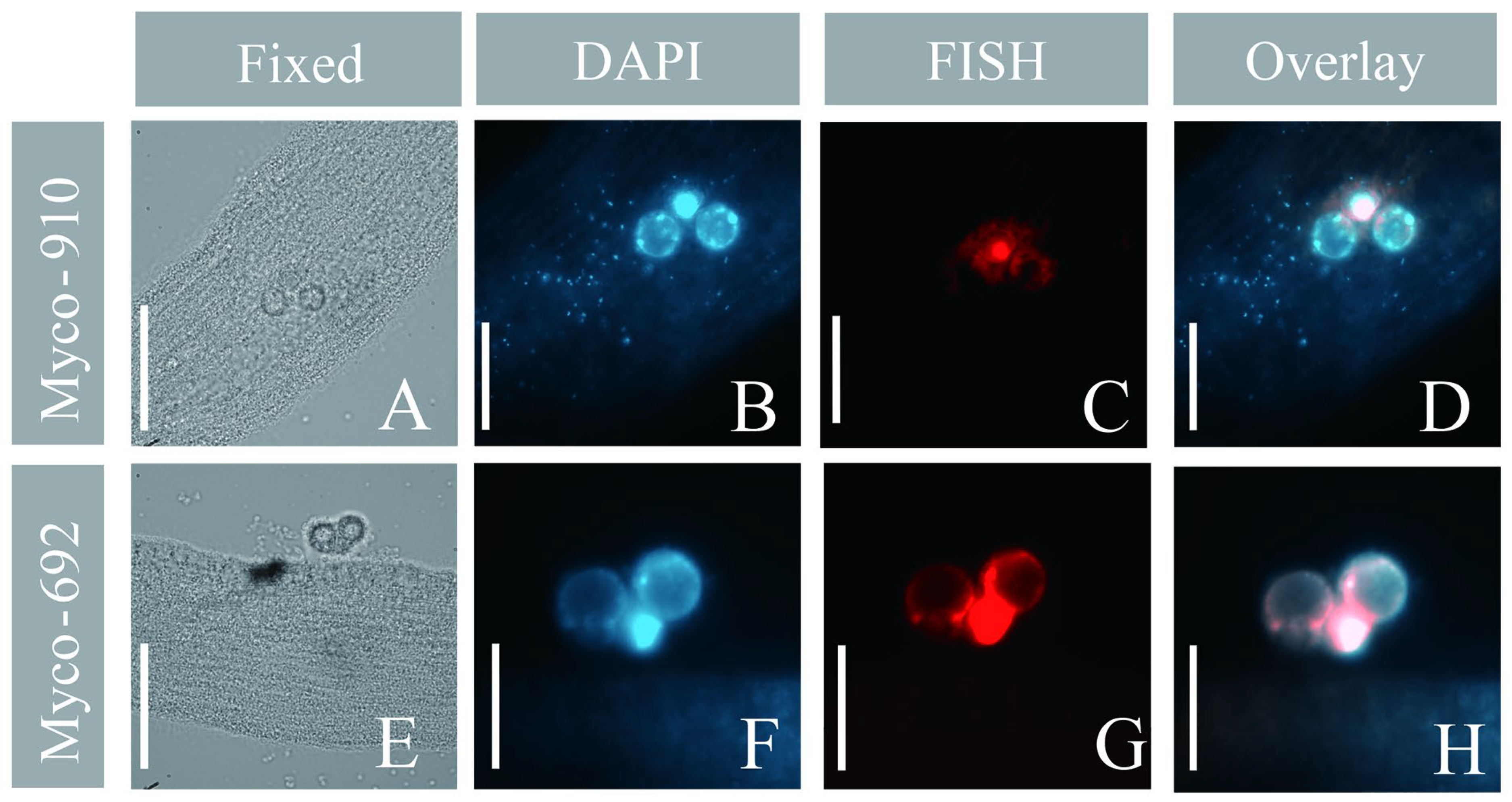 Microorganisms 11 01500 g007 Microorganisms 11 01500 g007
