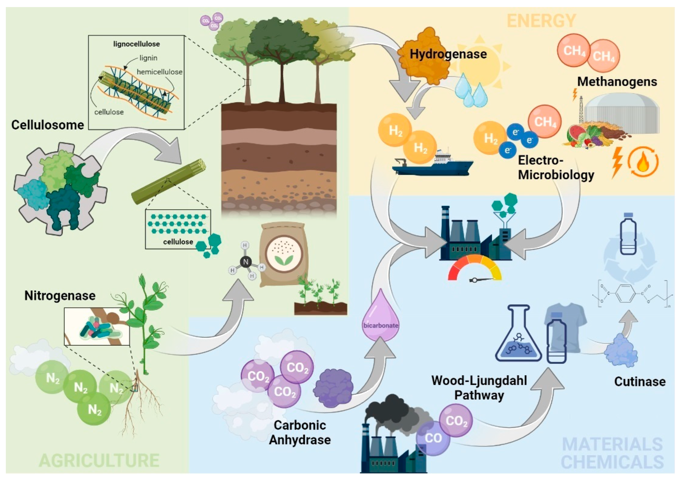 Microorganisms, Free Full-Text