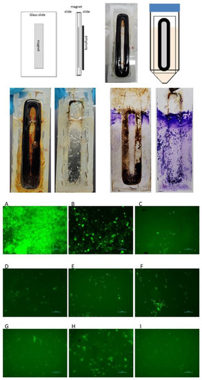 https://www.mdpi.com/microorganisms/microorganisms-11-01515/article_deploy/html/images/microorganisms-11-01515-g010-550.jpg