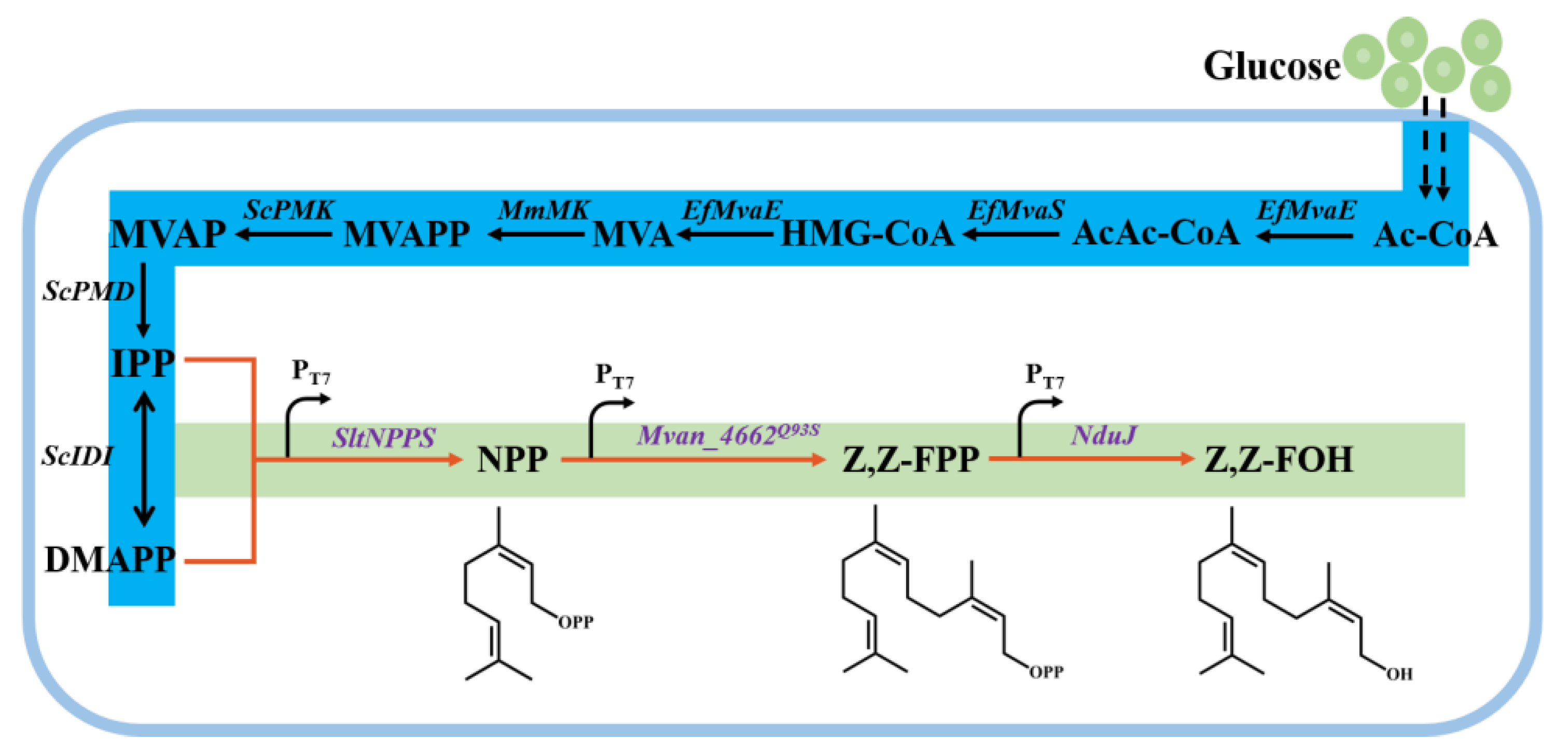 Microorganisms 11 01583 g001