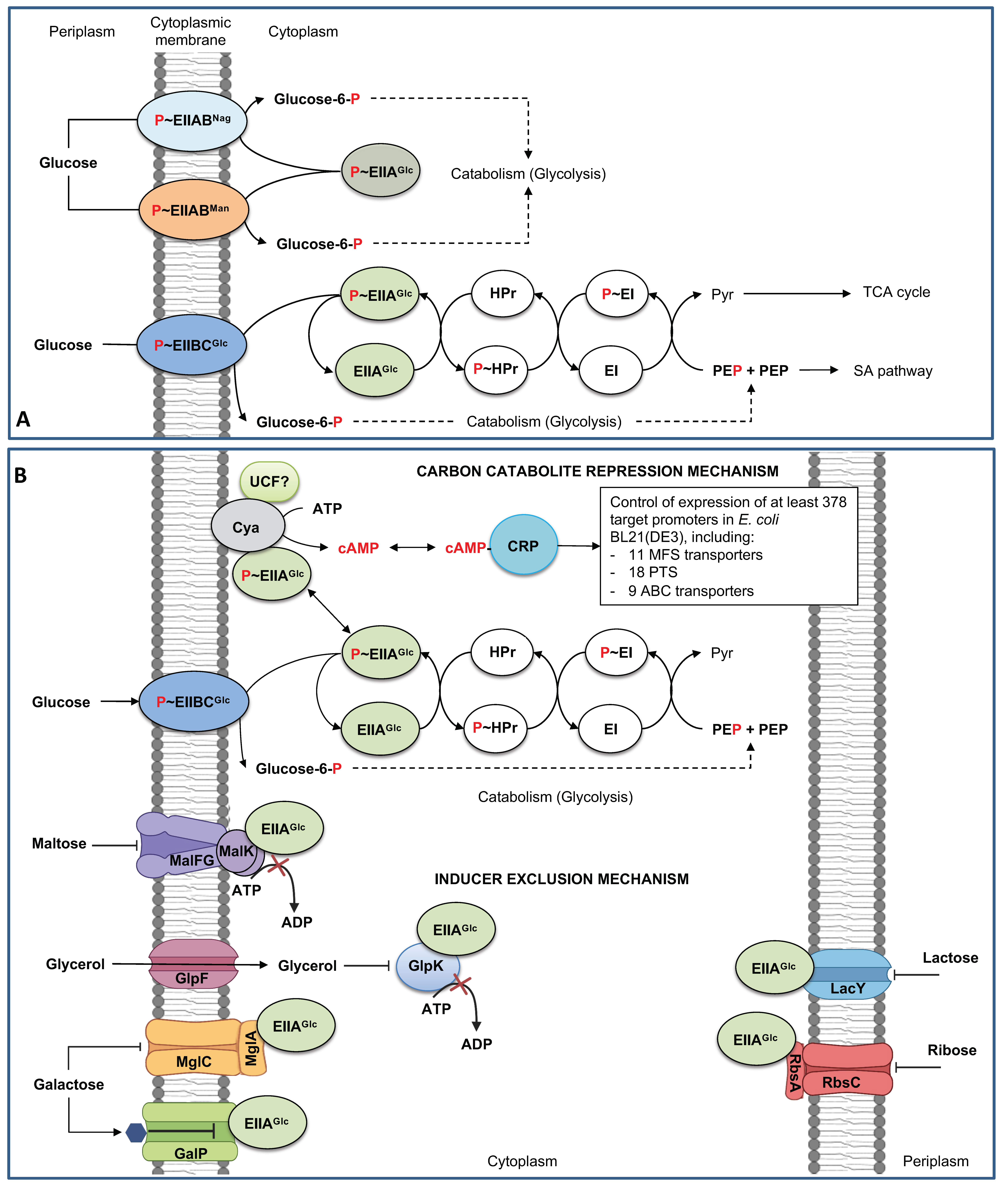 Inhibition of KupA and KupB transport activity by c-di-AMP. E. coli