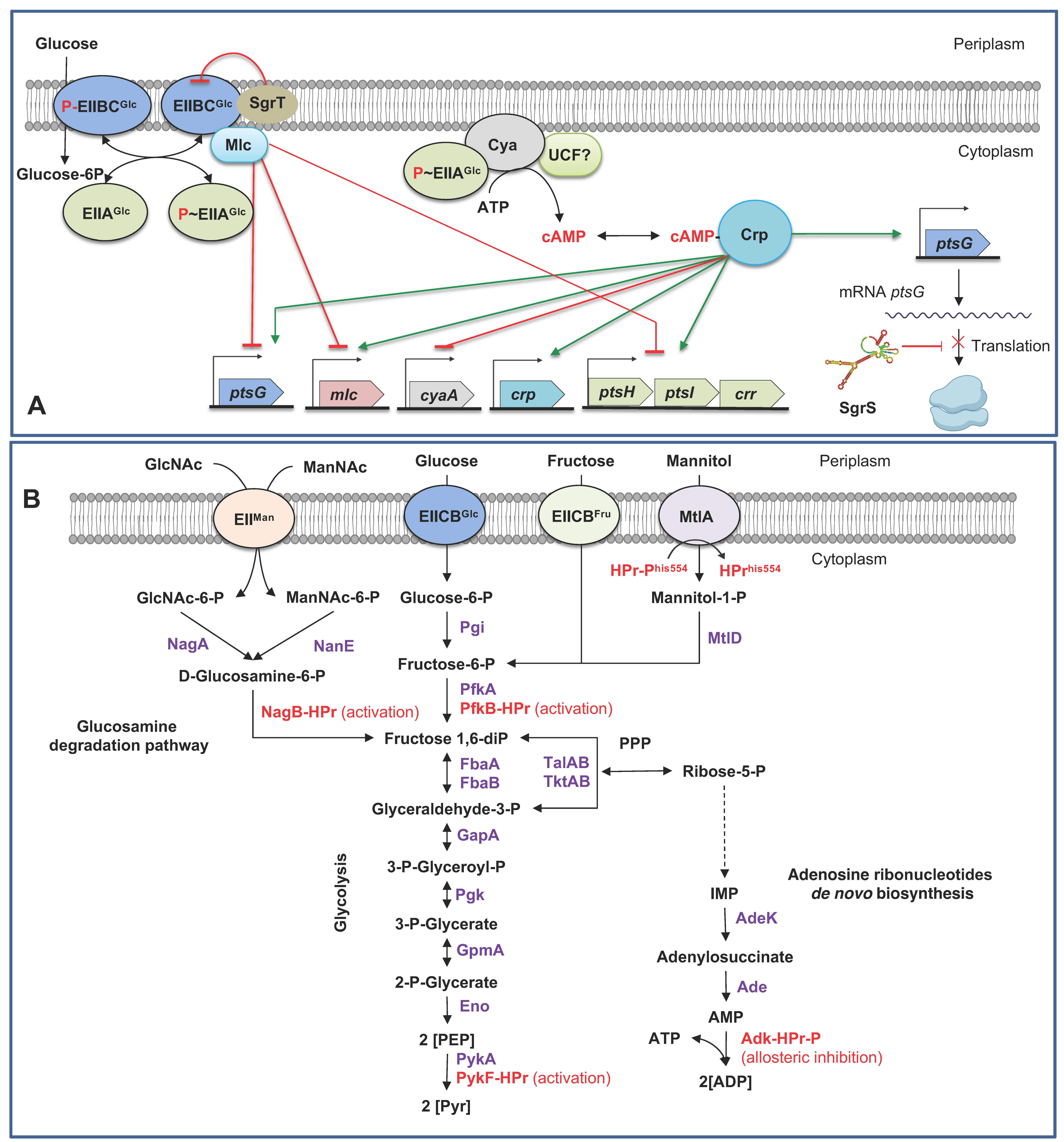Microorganisms 11 01588 g002 Microorganisms 11 01588 g002