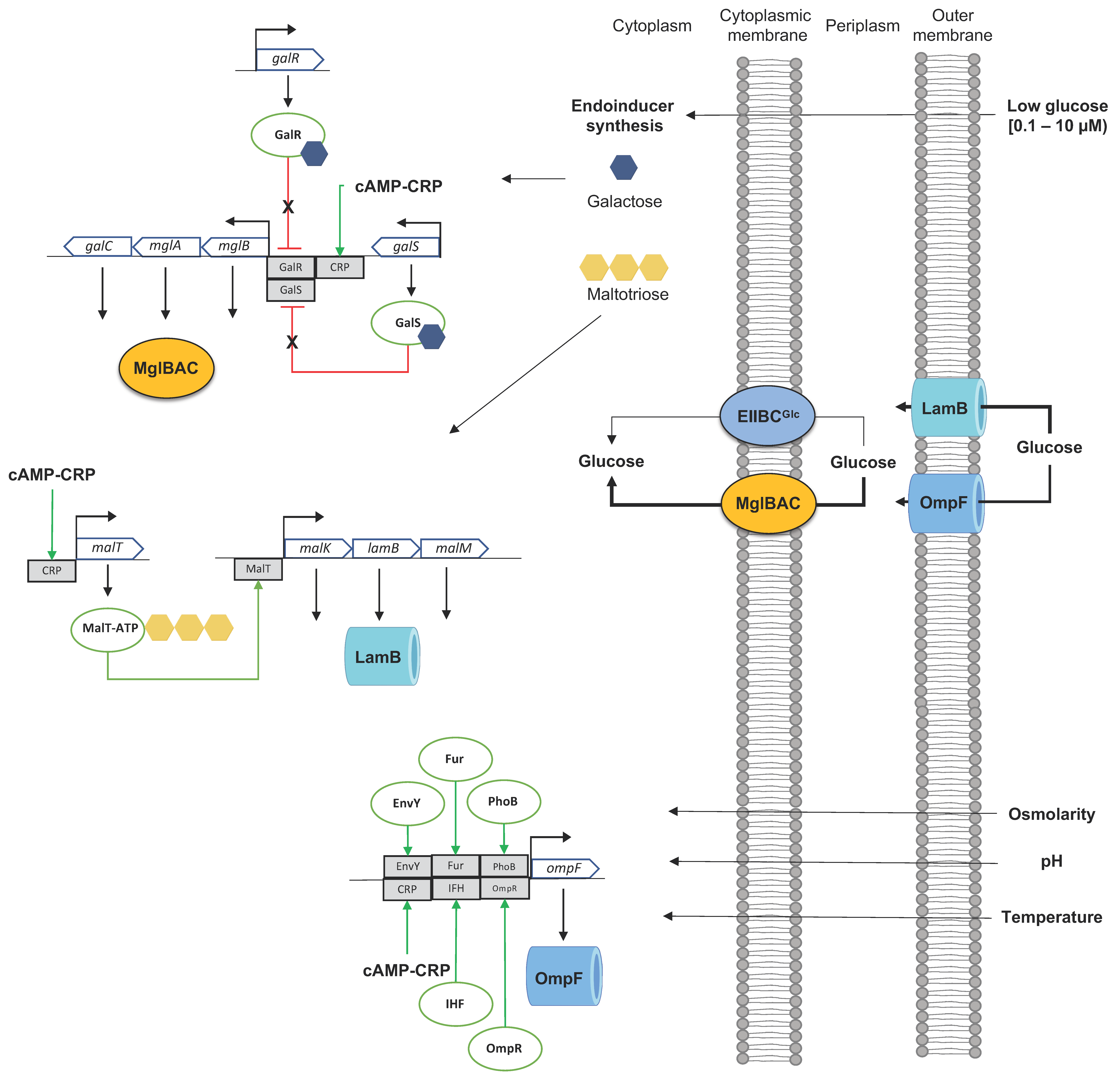 Microorganisms 11 01588 g003 Microorganisms 11 01588 g003