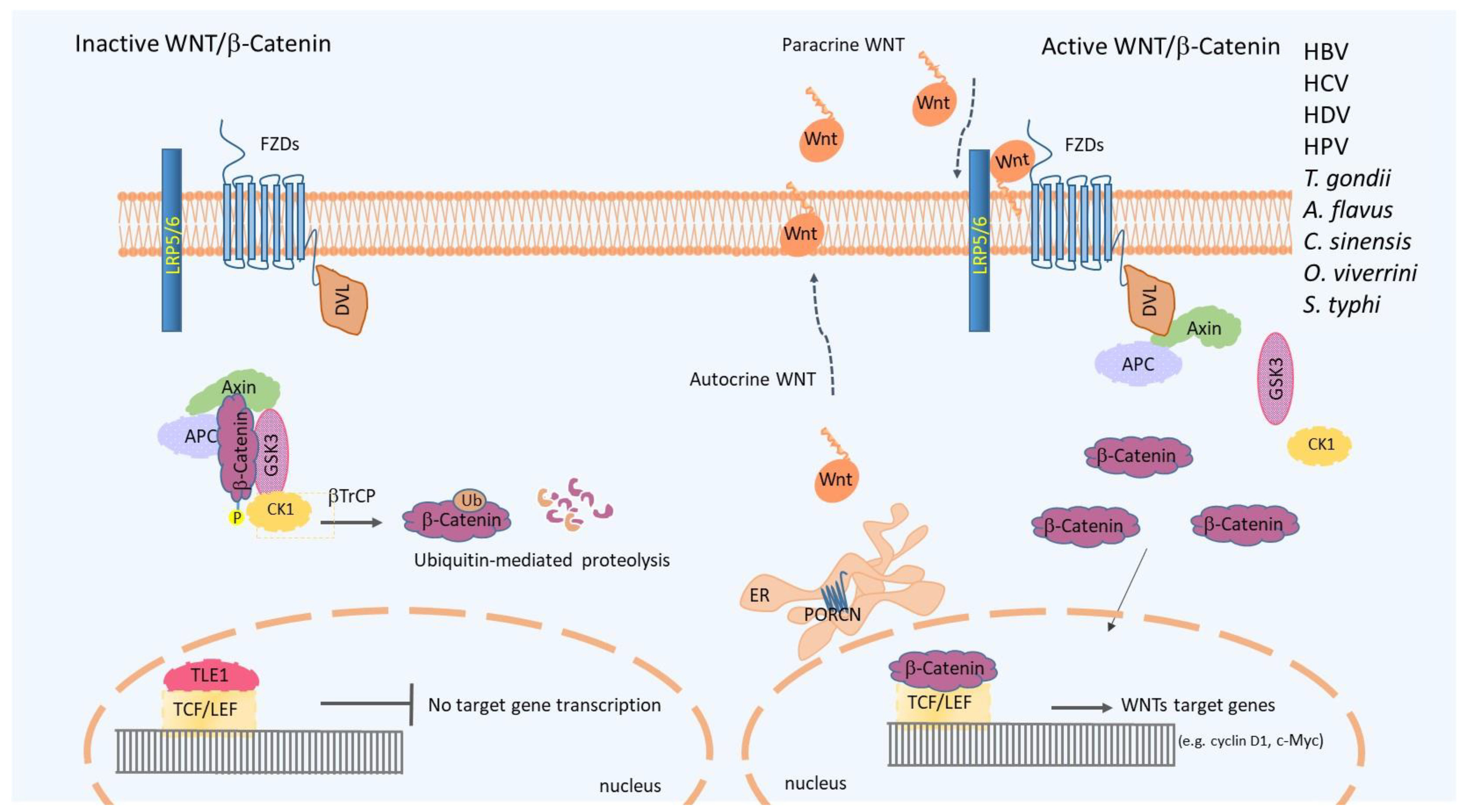 Microorganisms 11 01632 g001 Microorganisms 11 01632 g001