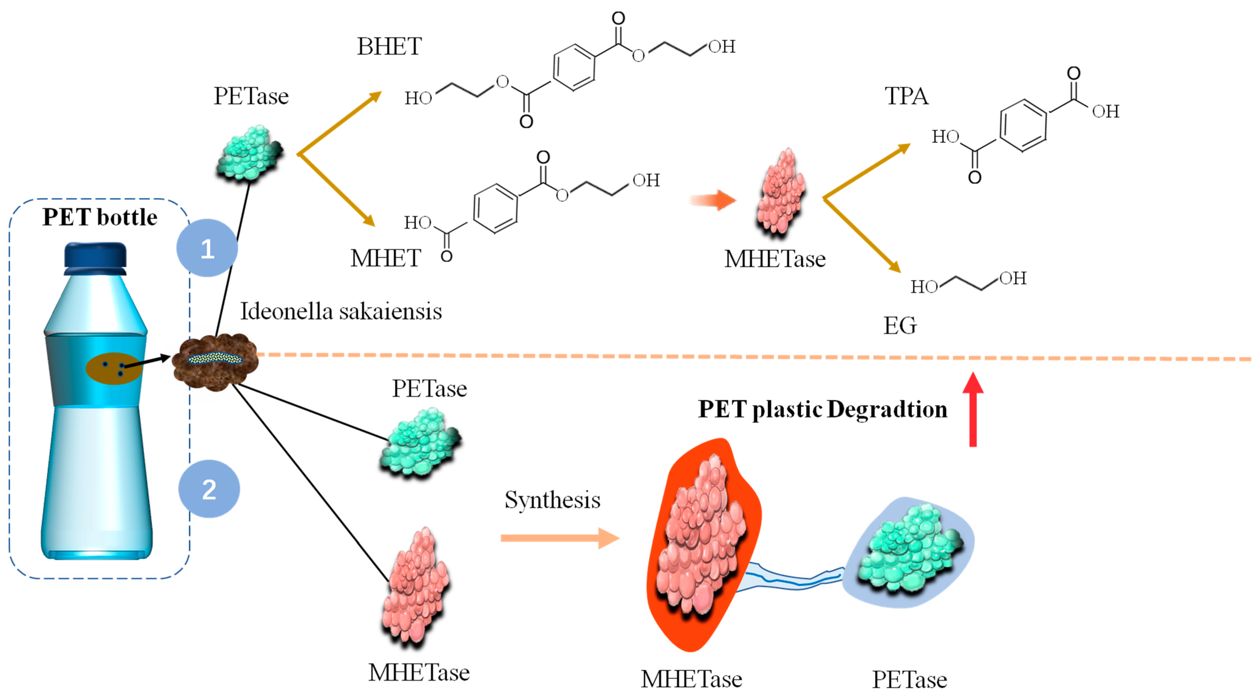 Microorganisms | Free Full-Text | Biological Degradation Of Plastics ...