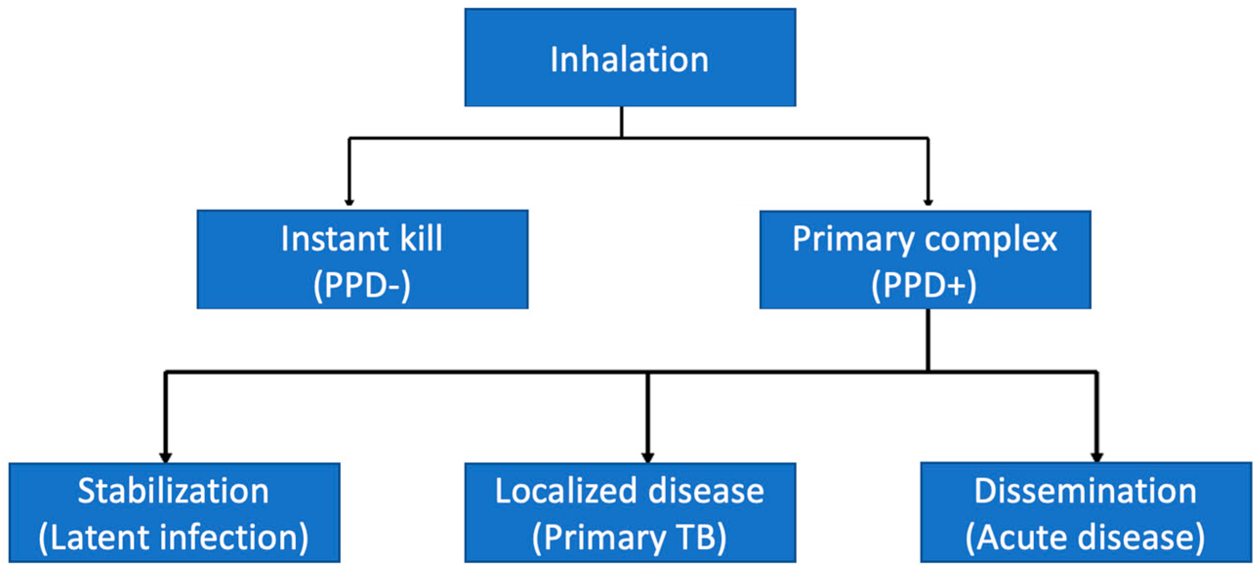 Microorganisms | Free Full-Text | Pulmonary Tuberculosis in