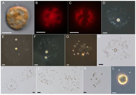 Microorganisms, Free Full-Text