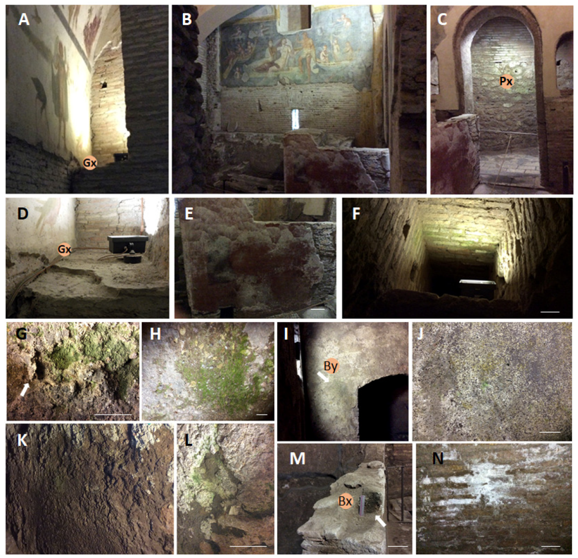 Microorganisms 11 01770 g002 Microorganisms 11 01770 g002