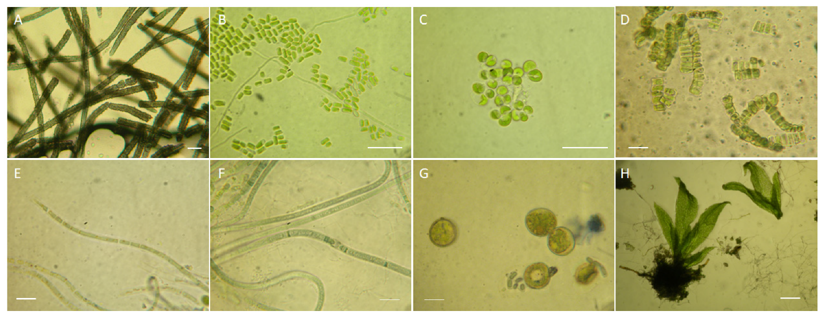 Microorganisms 11 01770 g003 Microorganisms 11 01770 g003