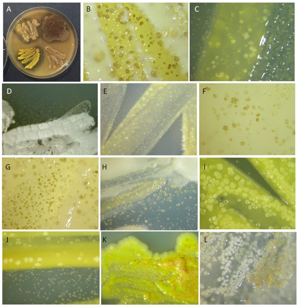 Microorganisms 11 01770 g004 Microorganisms 11 01770 g004