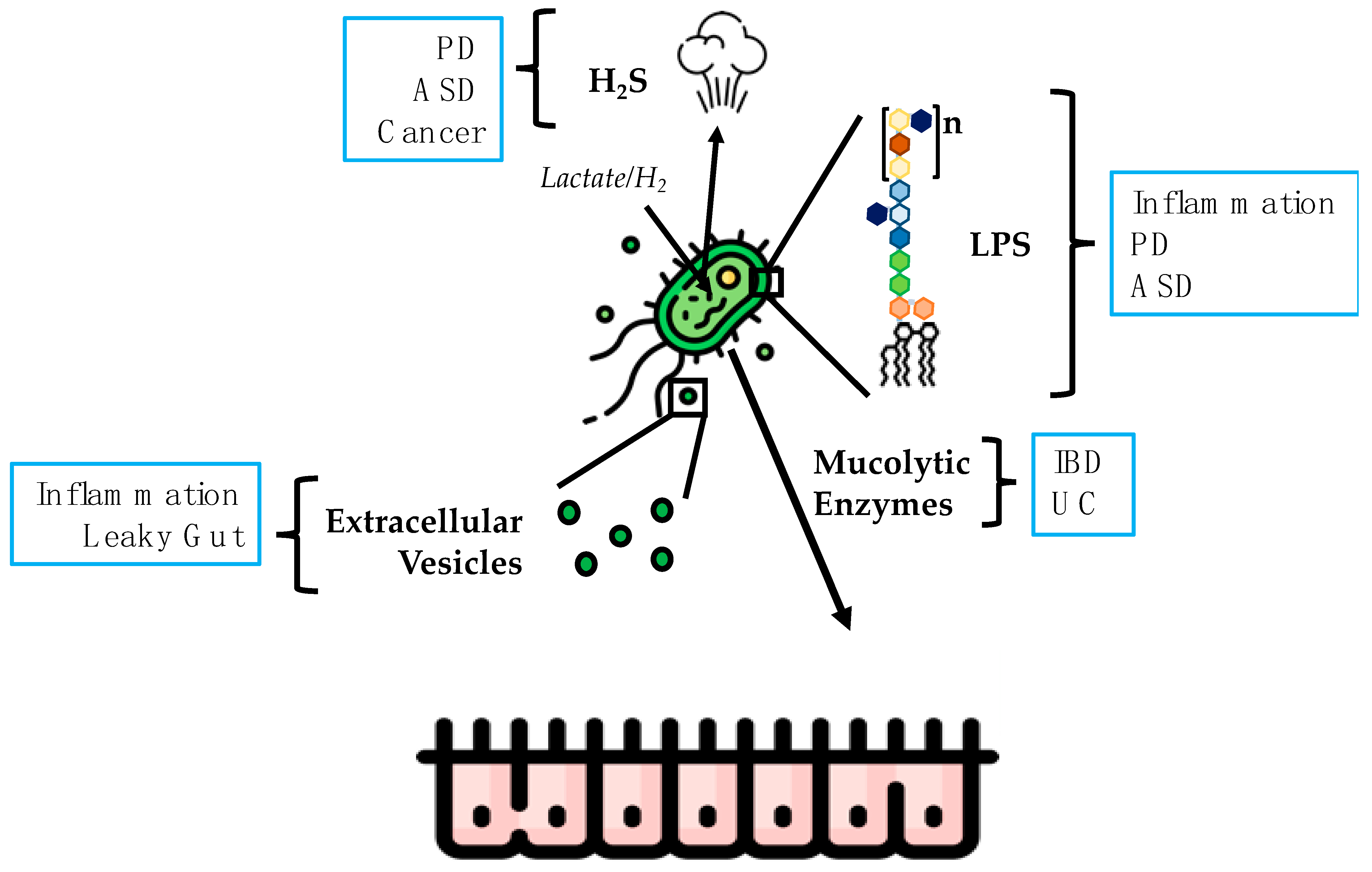 Microorganisms | Free Full-Text | Desulfovibrio in the Gut: The 