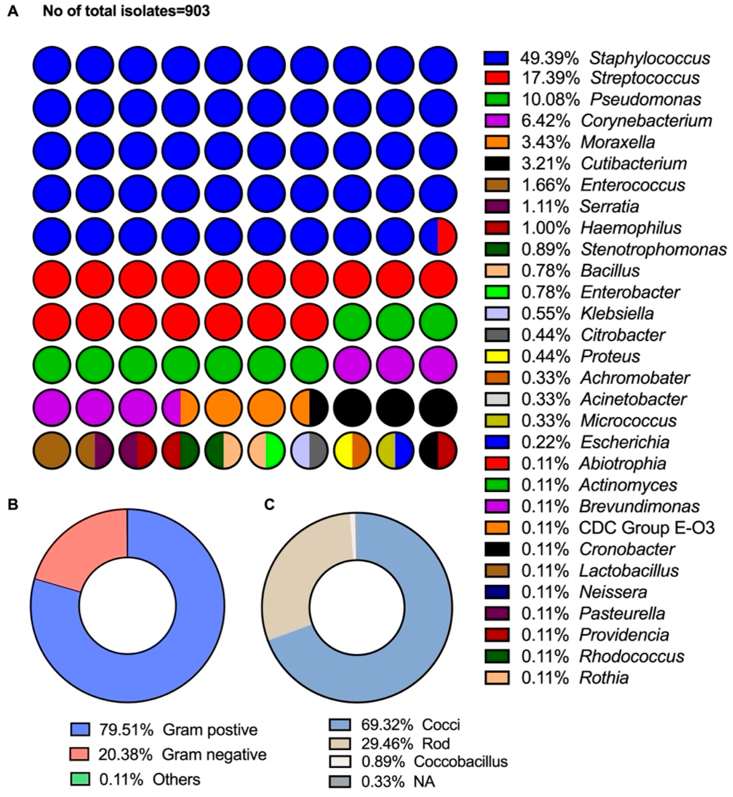 . Pathology and bacteriology [electronic resource]. Ophthalmology; Eye;  Eye; Bacteriology; Ophthalmology; Eye; Bacteriology; Eye. THE CORNEA 559  Tertiary syphilis rarely affects the lids and conjunctiva. Occasionally  gummatous ulcers may form on the