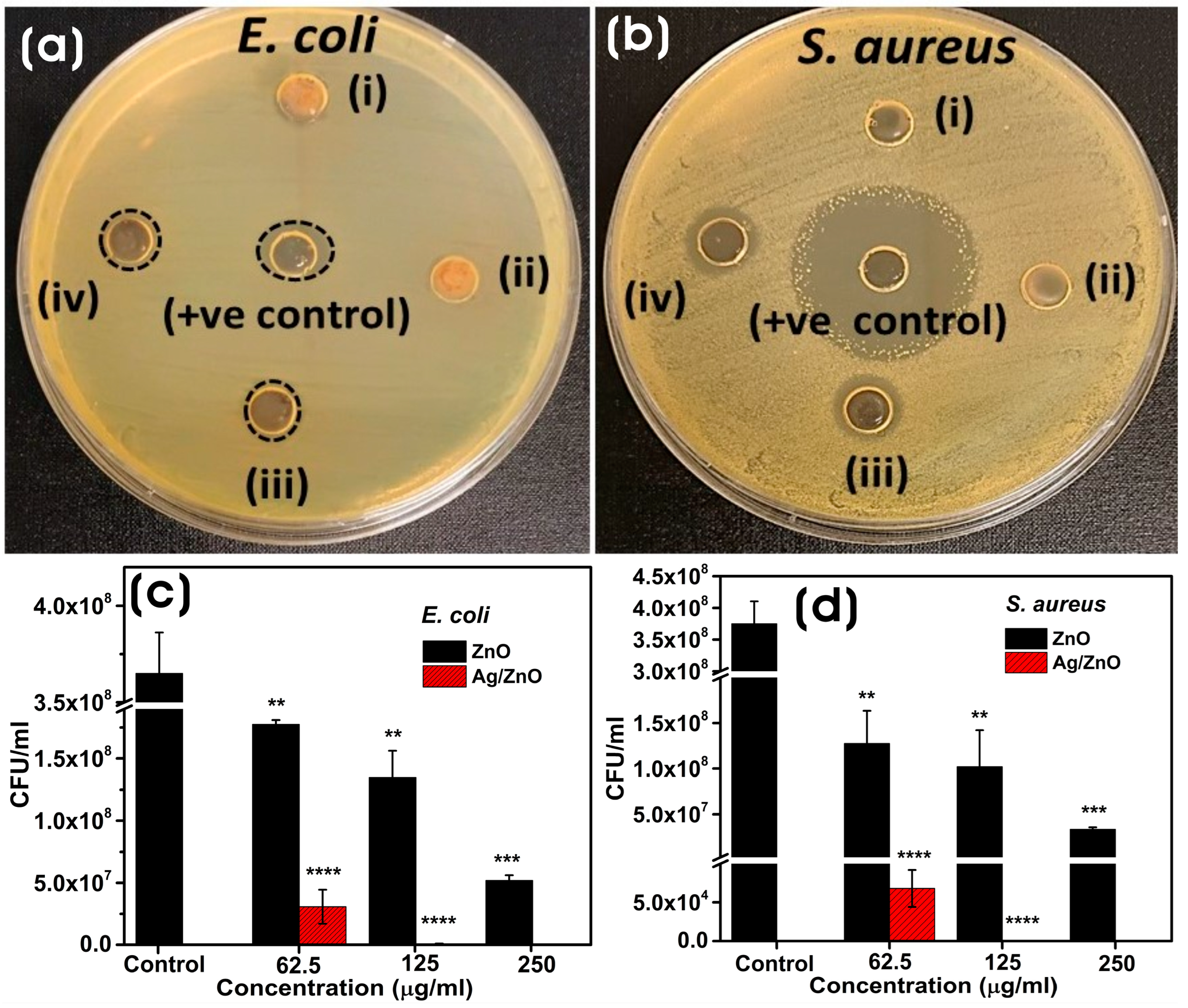 Microorganisms 11 01810 g008 Microorganisms 11 01810 g008