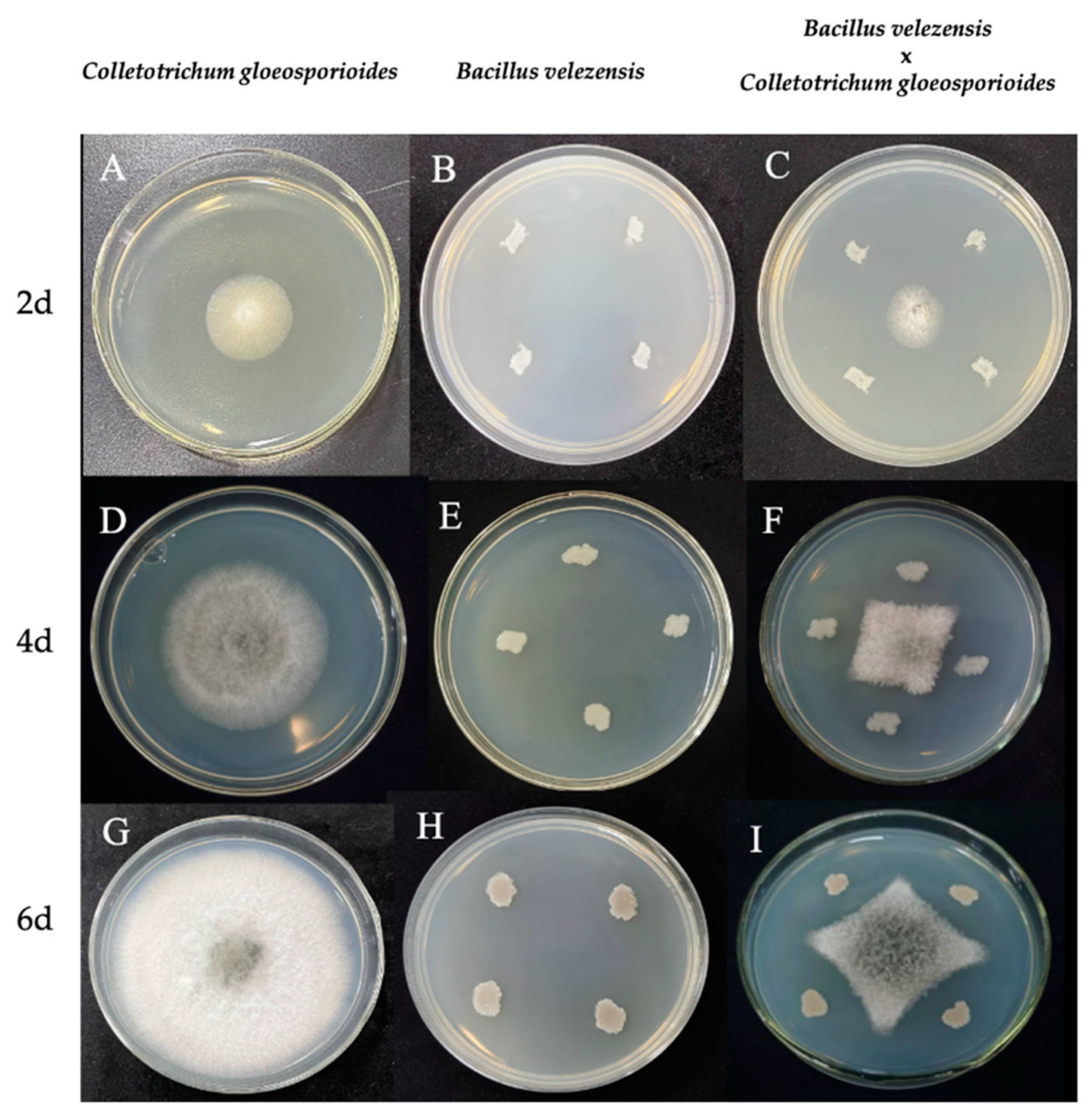 Microorganisms 11 01885 g001