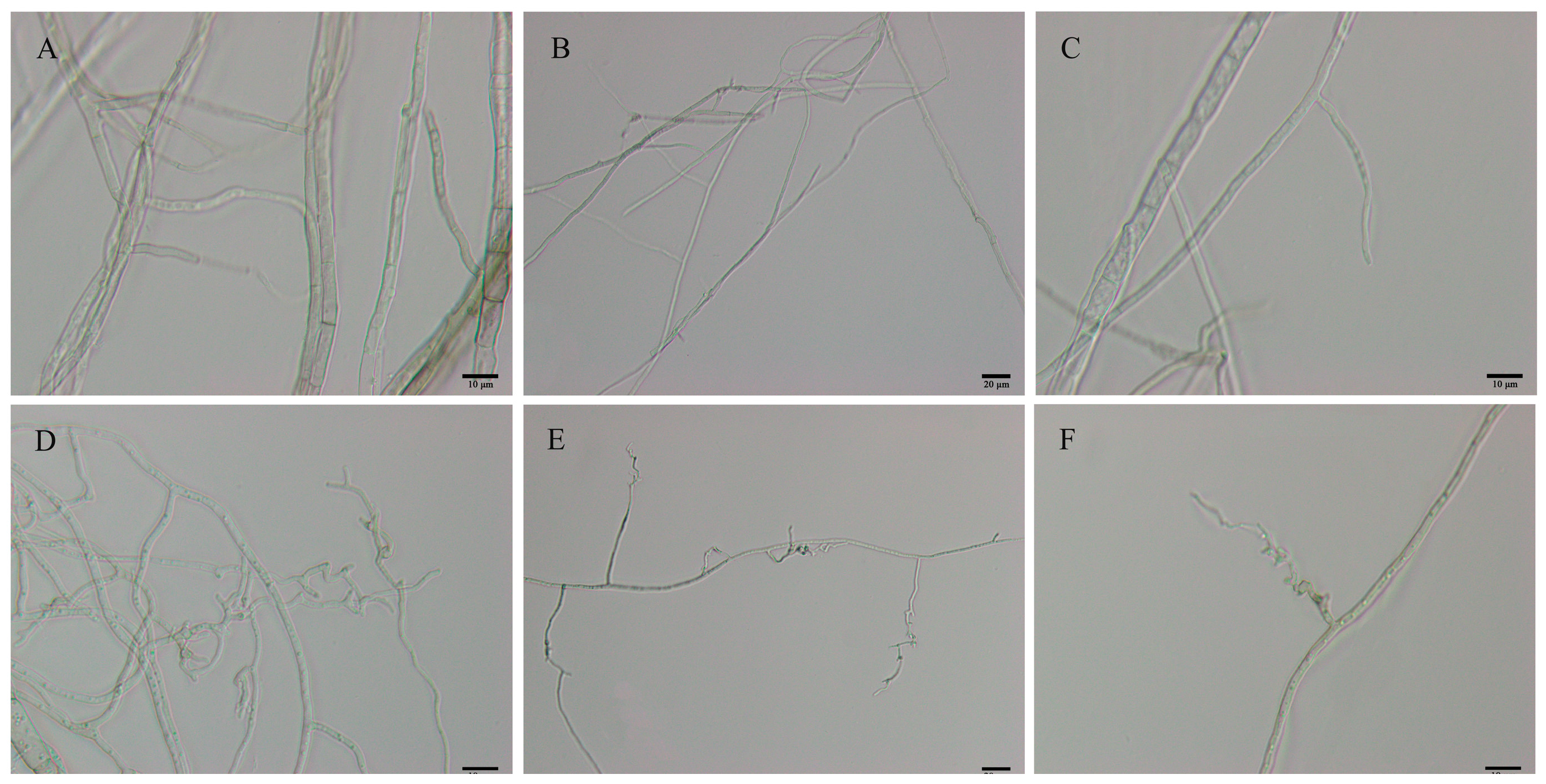 Microorganisms 11 01885 g002