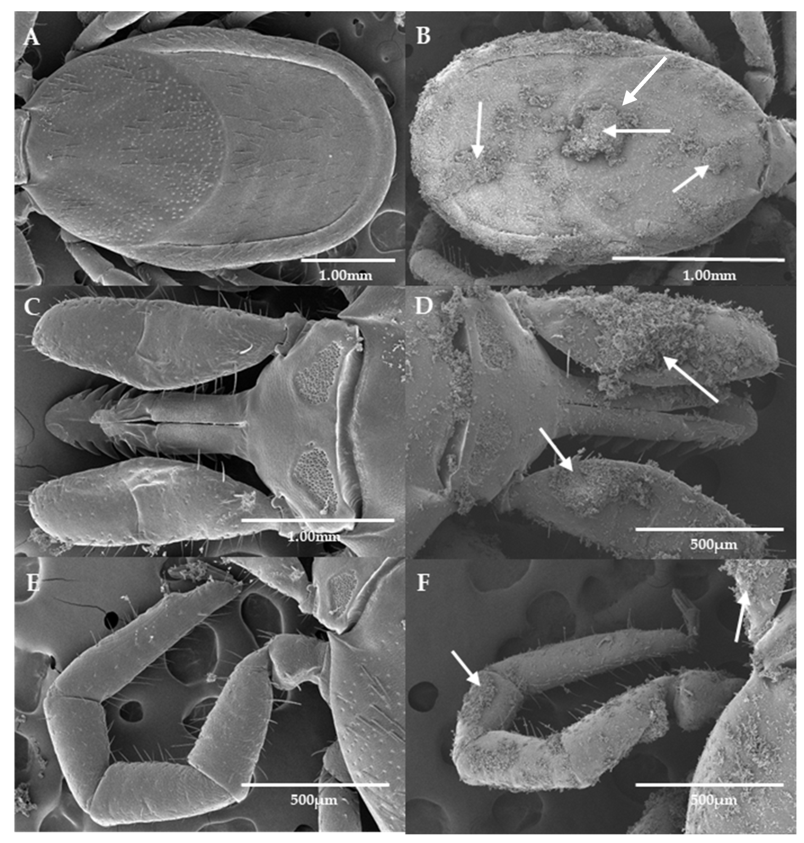 Microorganisms 11 01906 g005 Microorganisms 11 01906 g005