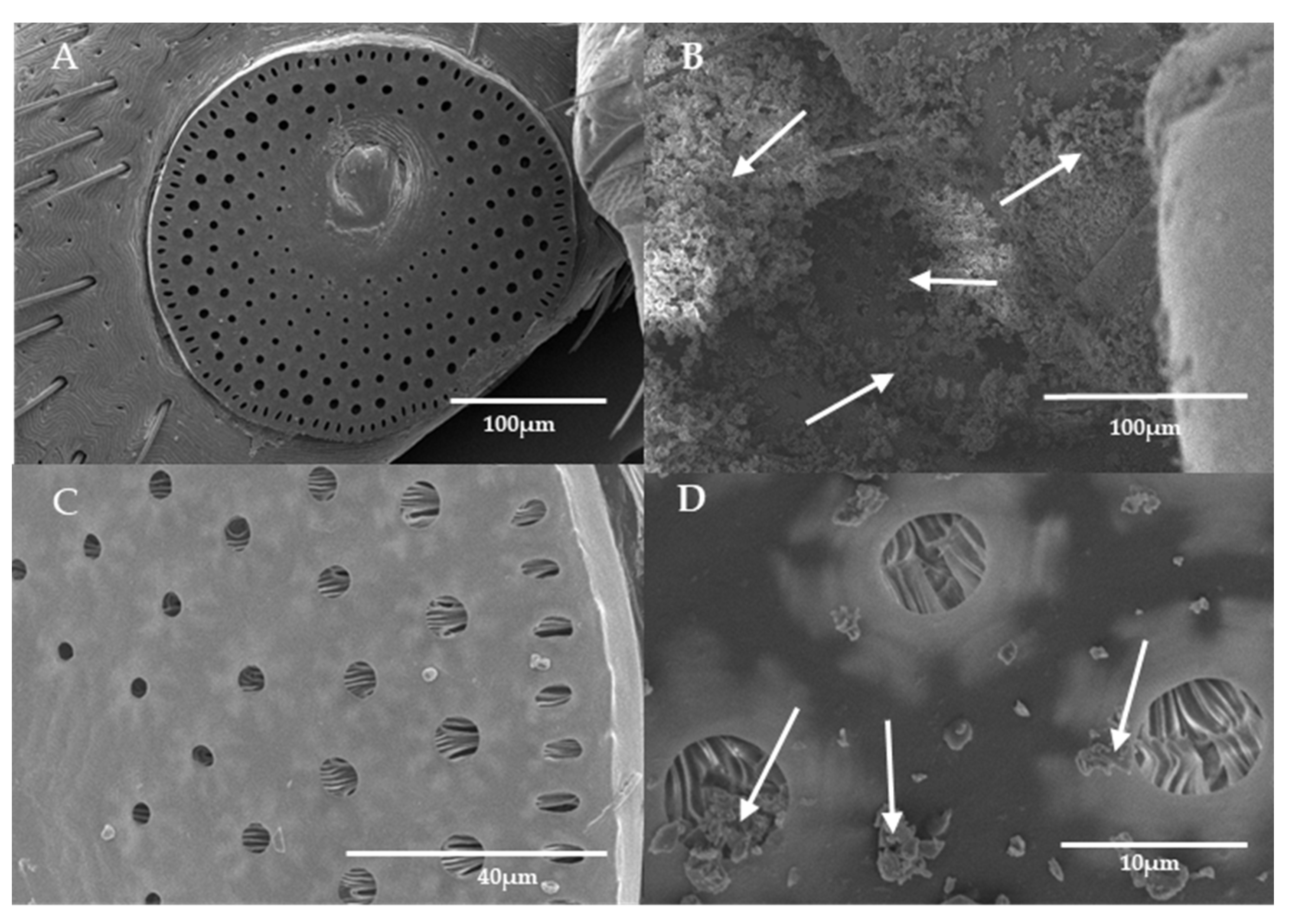 Microorganisms 11 01906 g006 Microorganisms 11 01906 g006